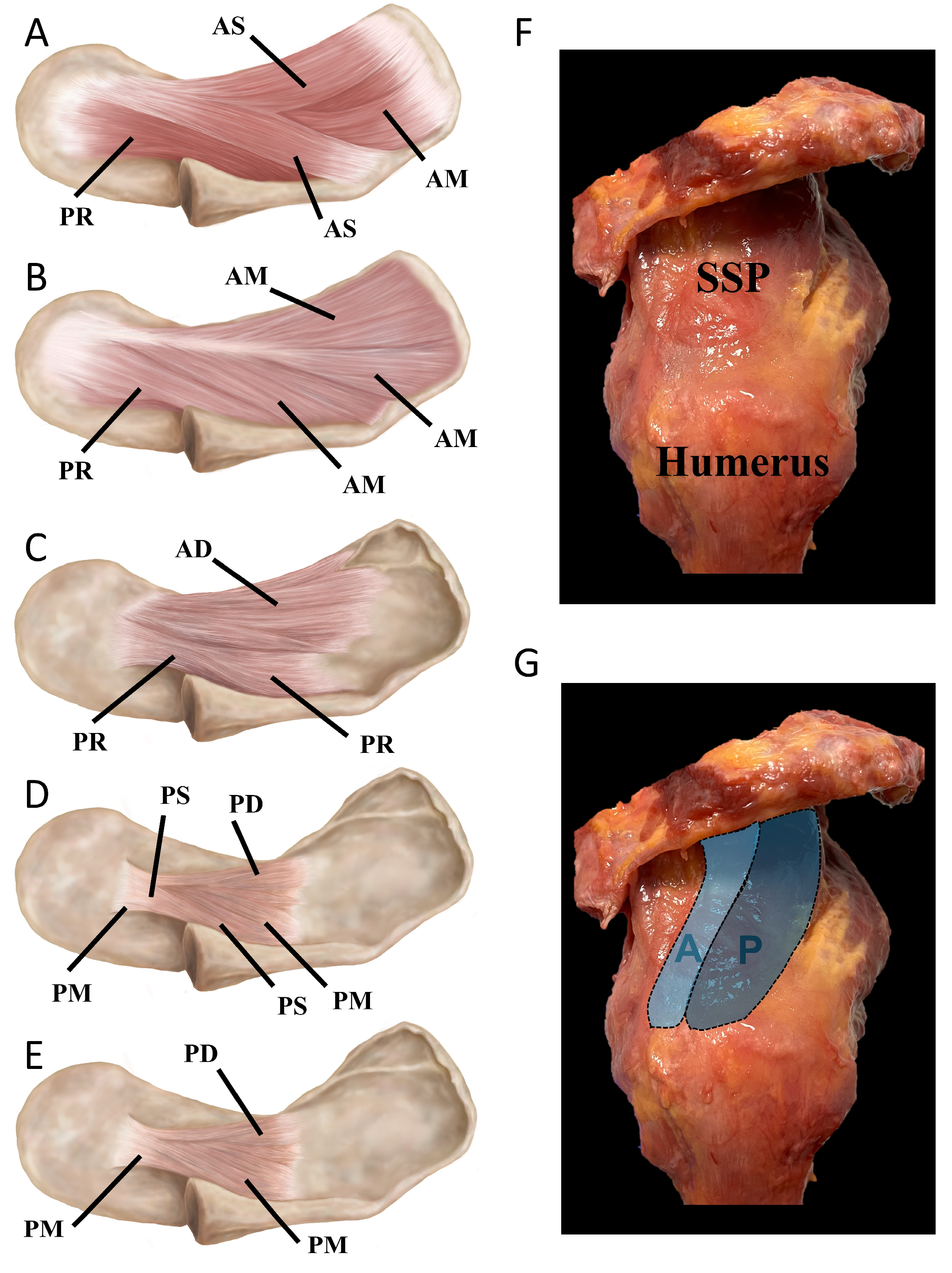 Sports 12 00349 g001