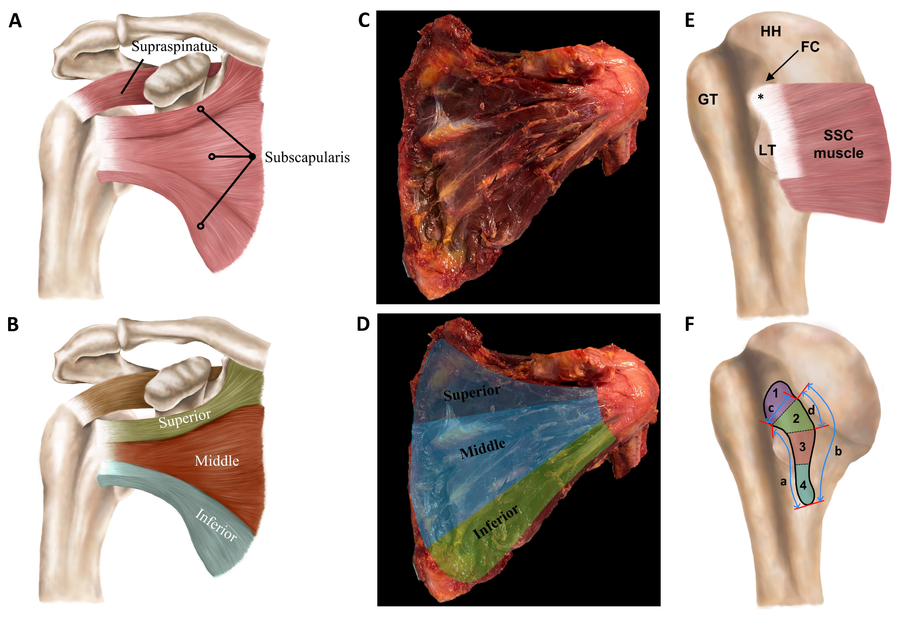 Sports 12 00349 g003