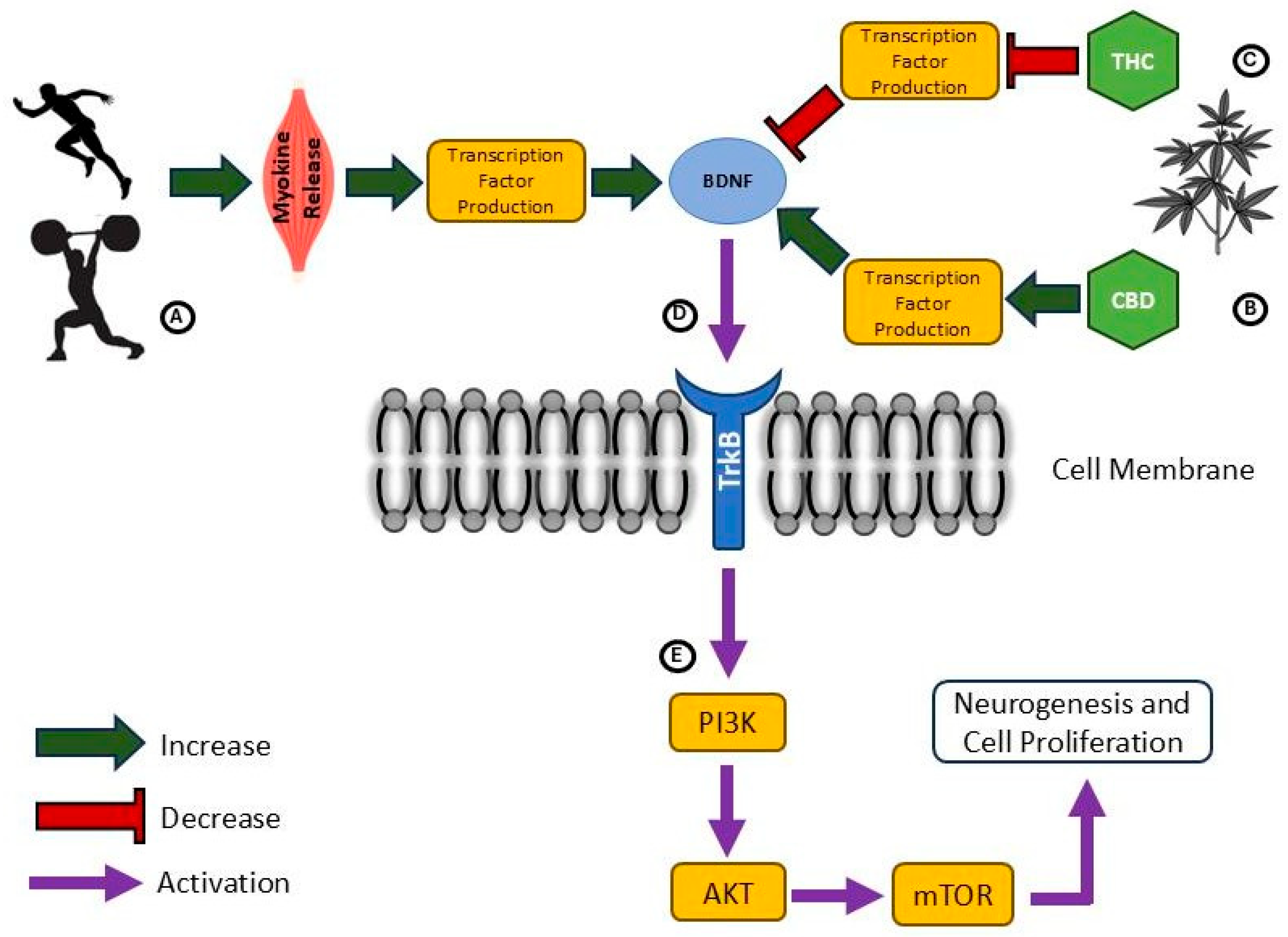 Sports 13 00320 g003