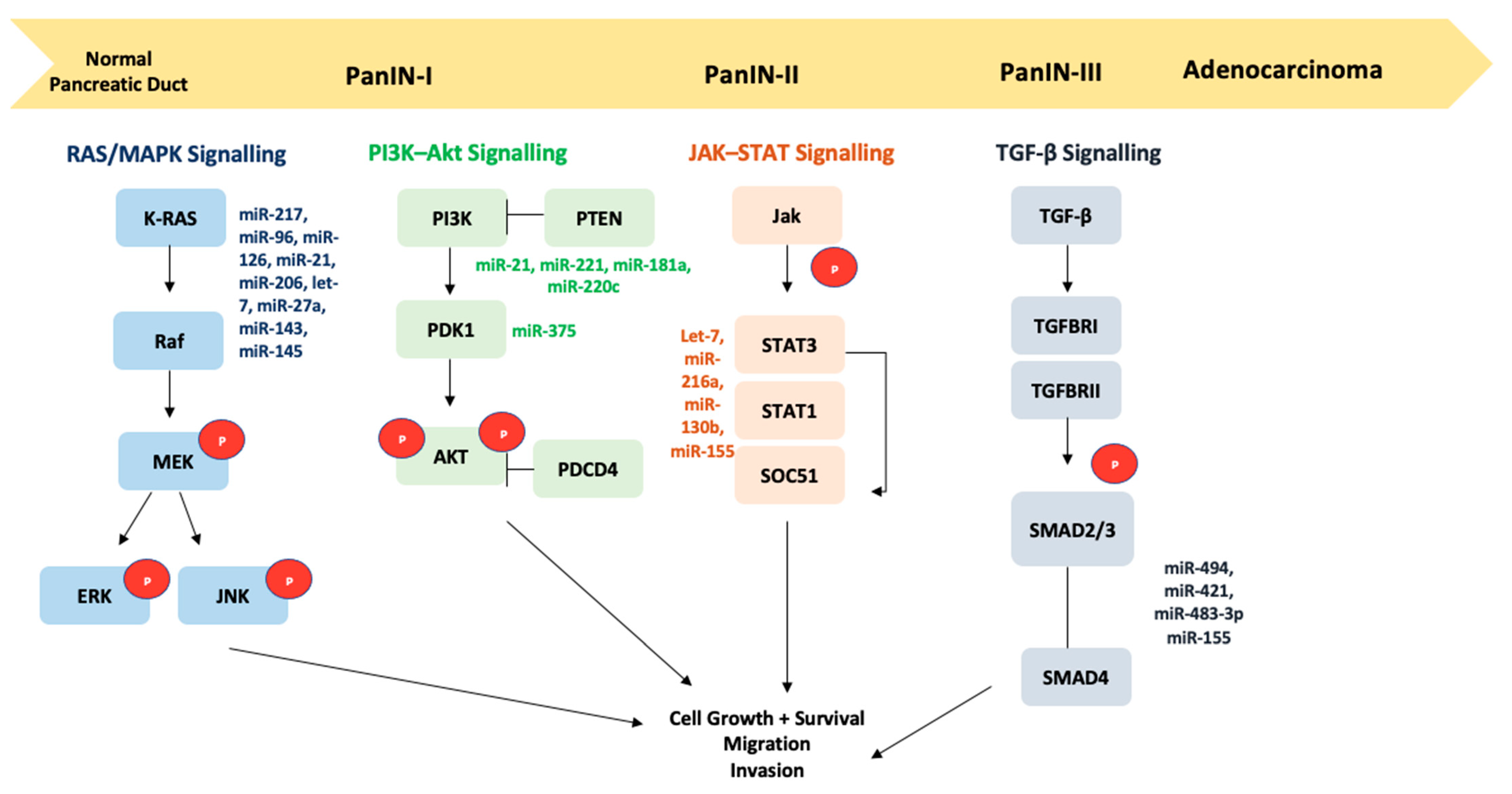 Stresses Free Full Text Microrna Regulated Signaling Pathways Potential Biomarkers For Pancreatic Ductal Adenocarcinoma Html
