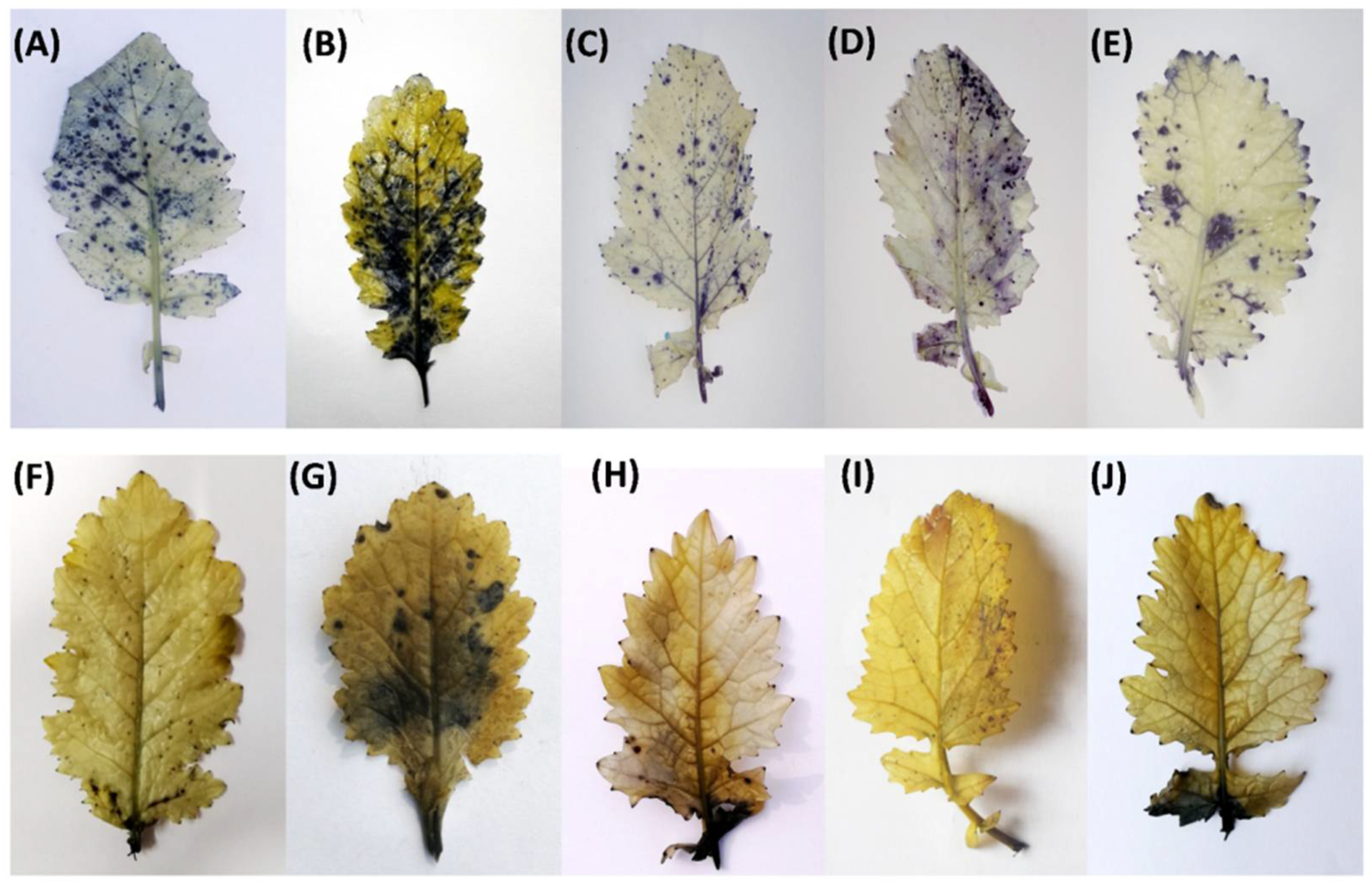 Stresses 01 00013 g002 Stresses 01 00013 g002