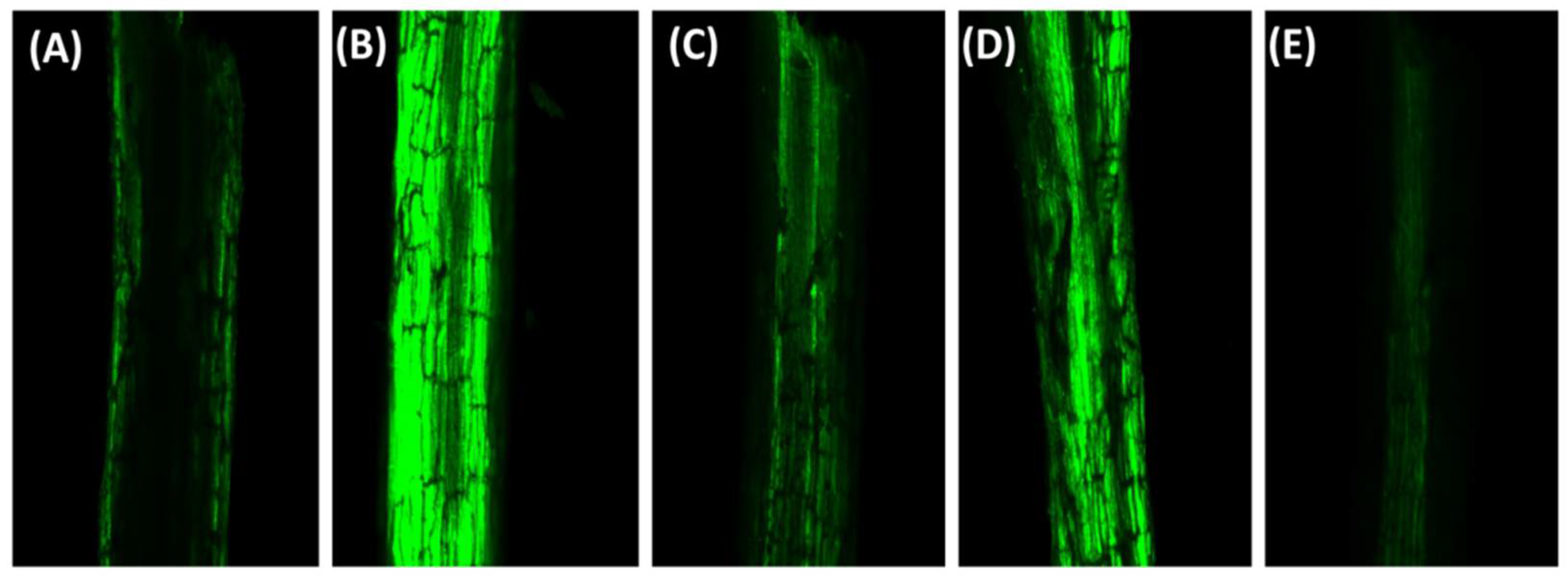 Stresses 01 00013 g003 Stresses 01 00013 g003