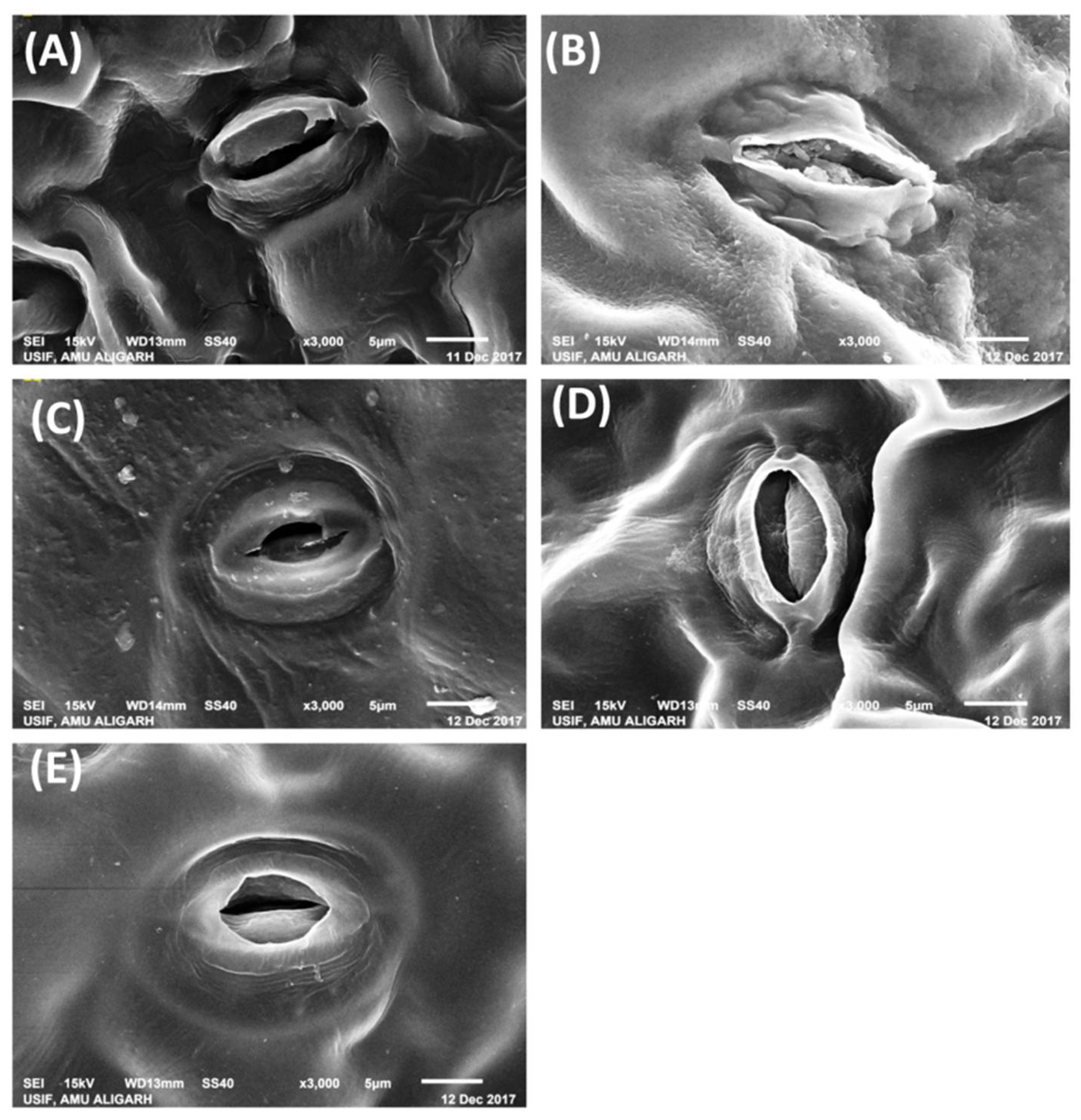 Stresses 01 00013 g004 Stresses 01 00013 g004