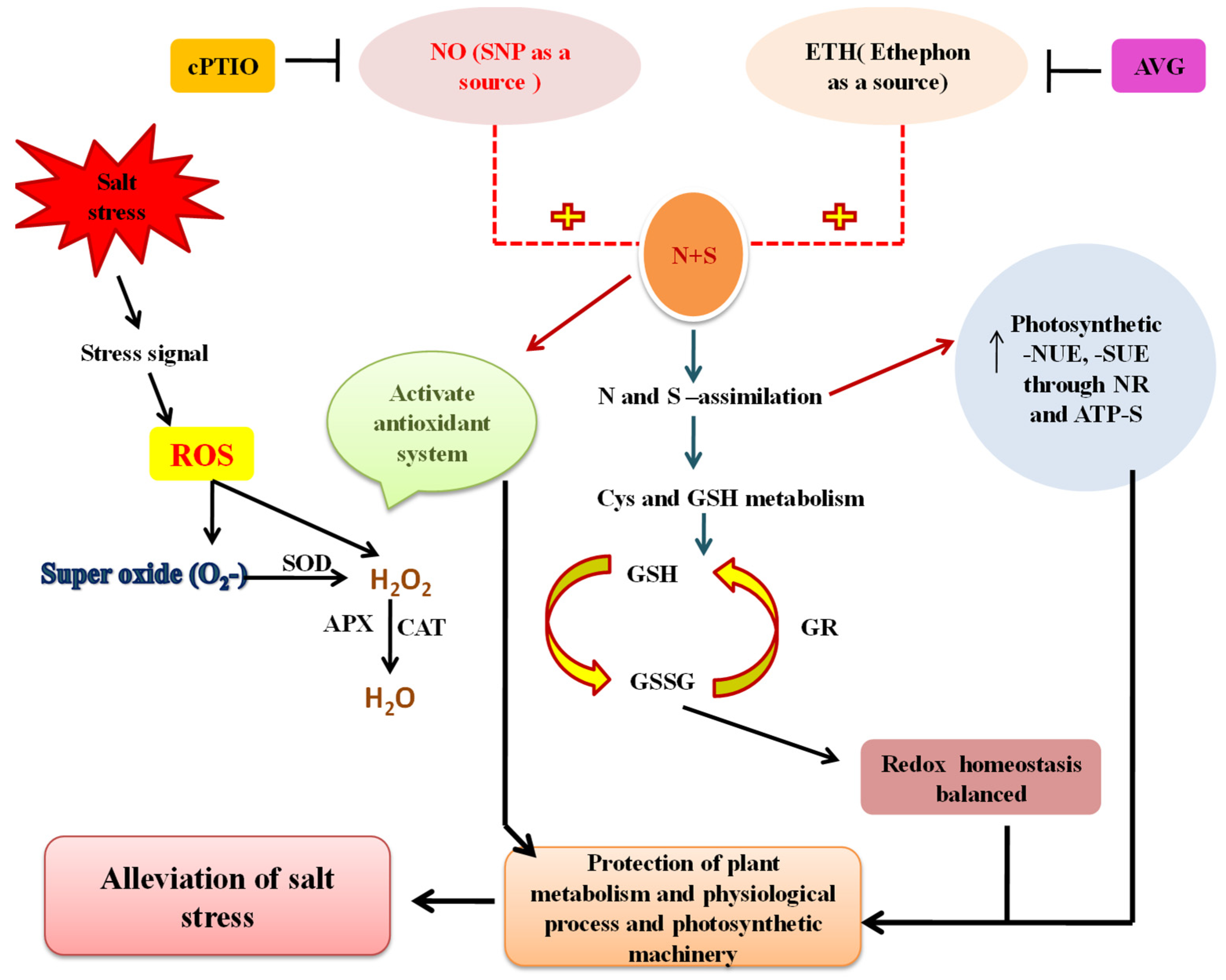 Stresses 01 00014 g004 Stresses 01 00014 g004