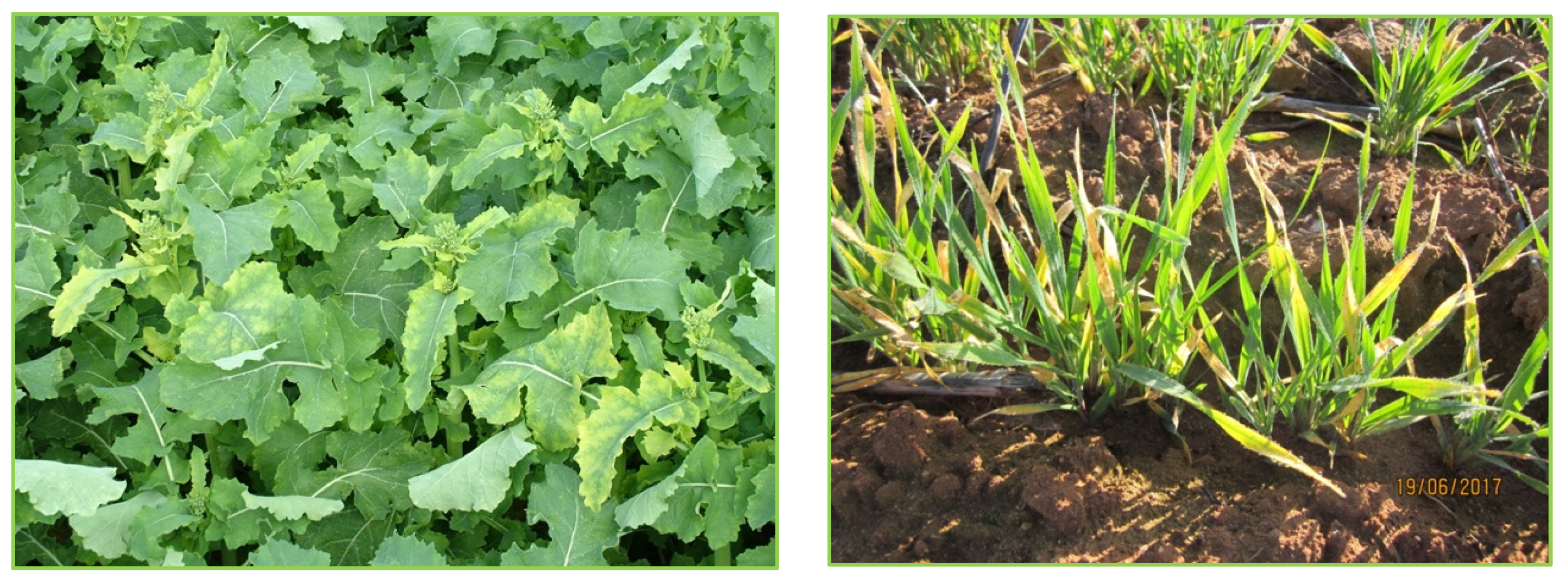 Stresses 02 00007 g004