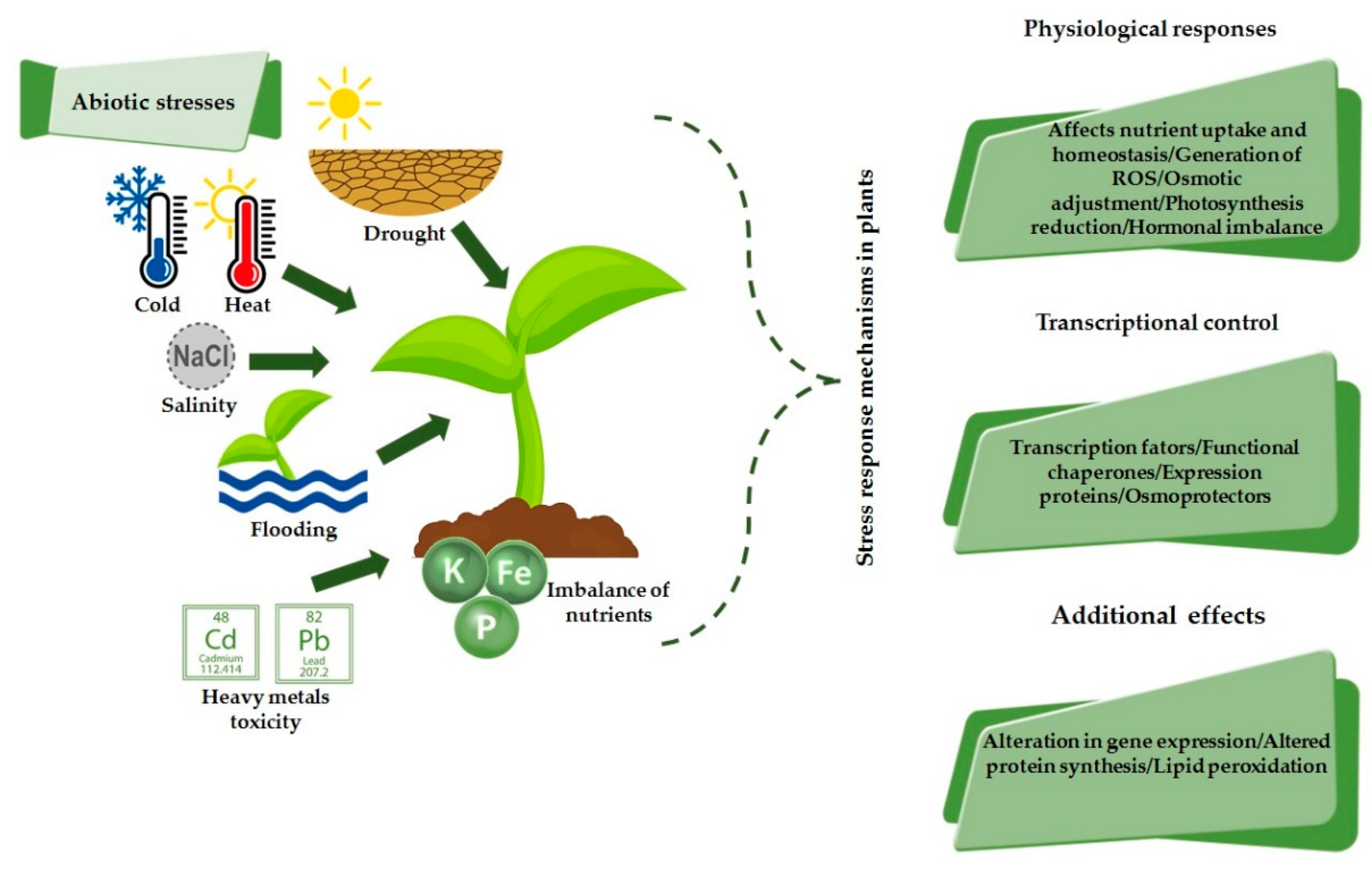 Stresses | Free Full-Text | Physiological Responses to Drought, Salinity,  and Heat Stress in Plants: A Review