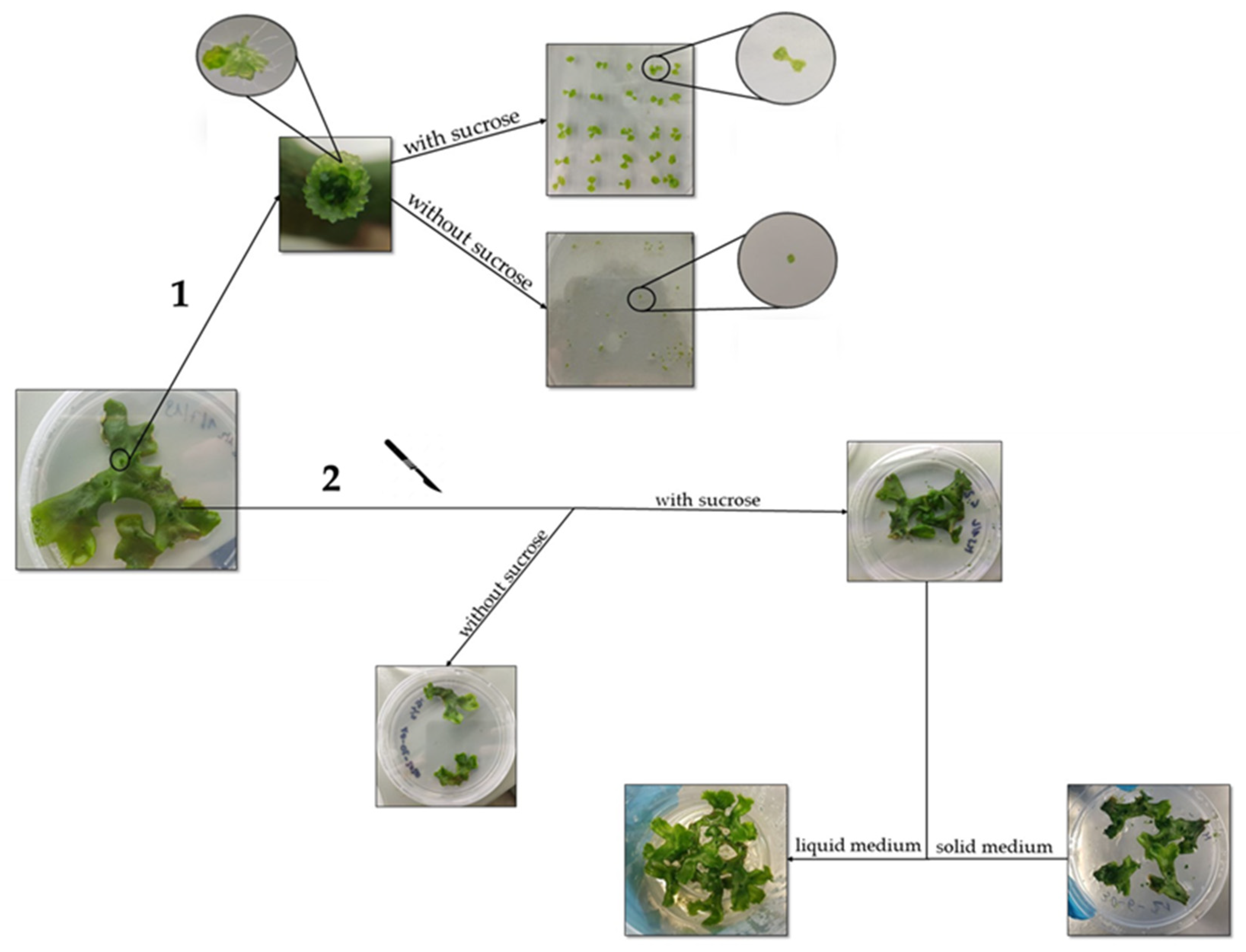 Stresses 02 00010 g001 Stresses 02 00010 g001