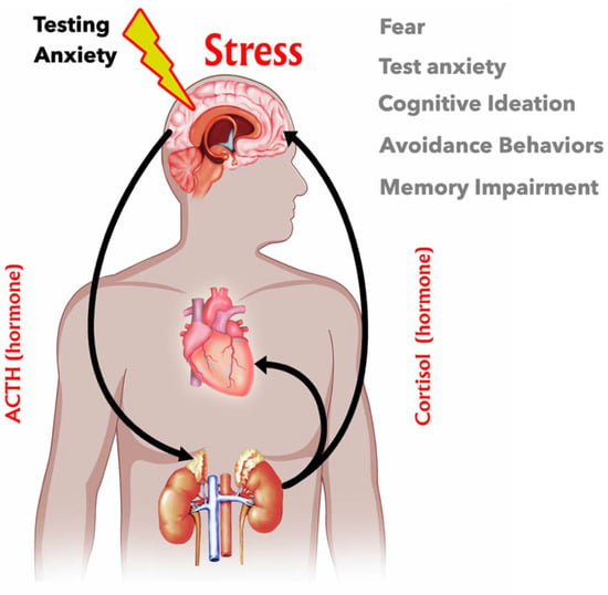 Stresses | Free Full-Text The Role of the Hypothalamus&ndash;Pituitary&ndash;Adrenal (HPA) Axis in Test-Induced Anxiety: Physiological Responses, and Molecular Details