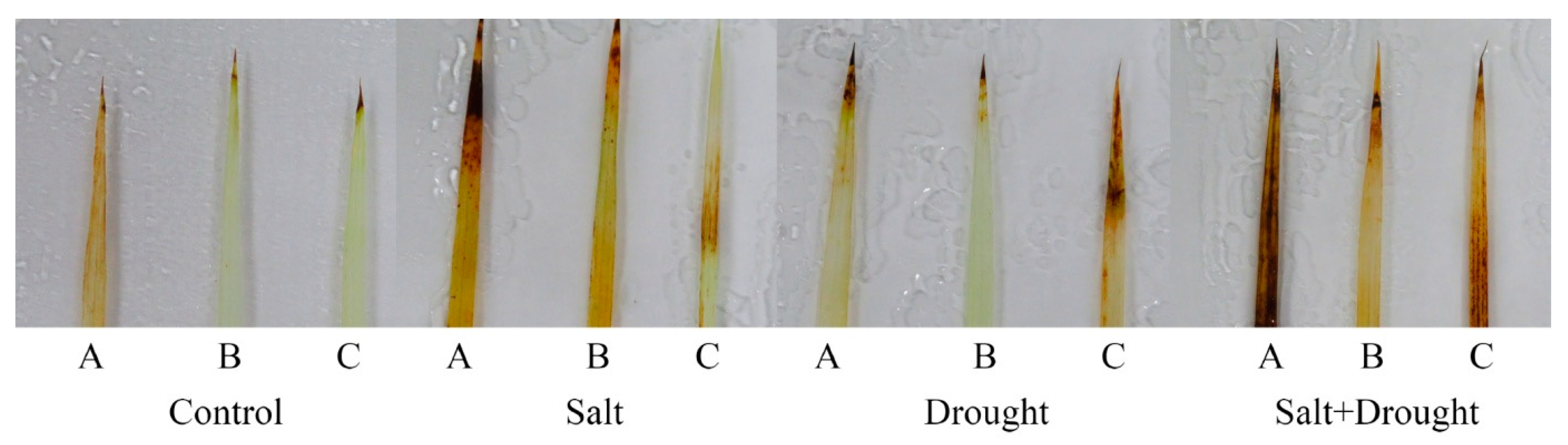 Stresses 02 00012 g007