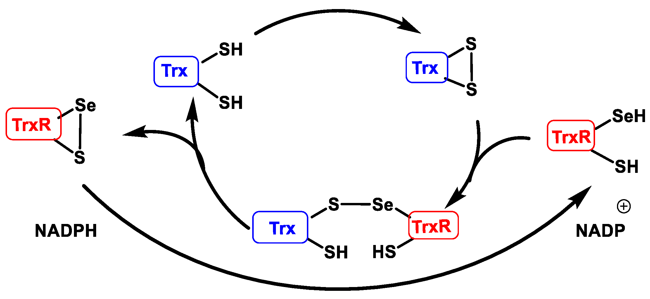 Stresses 02 00019 g019