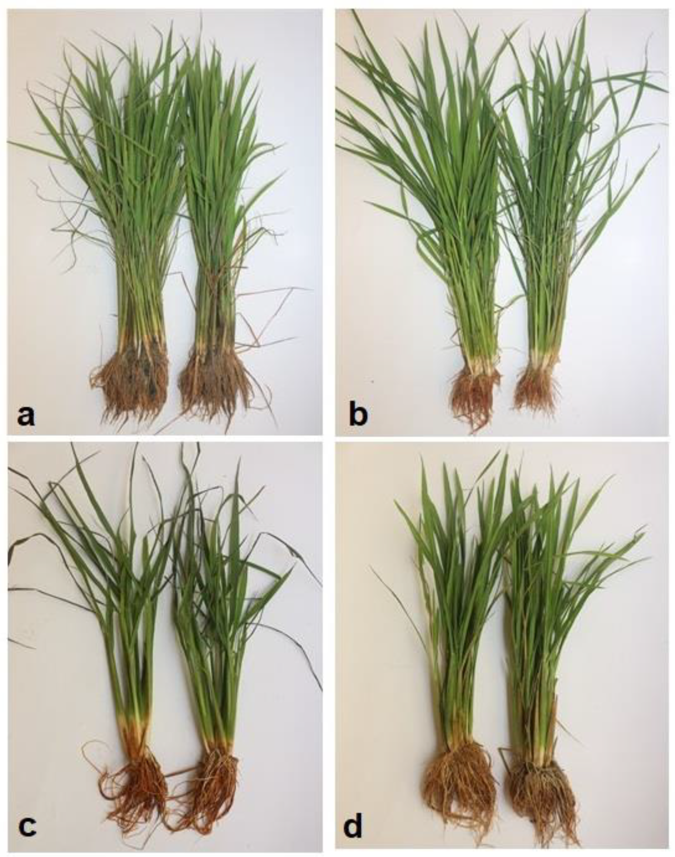 Stresses 02 00020 g001