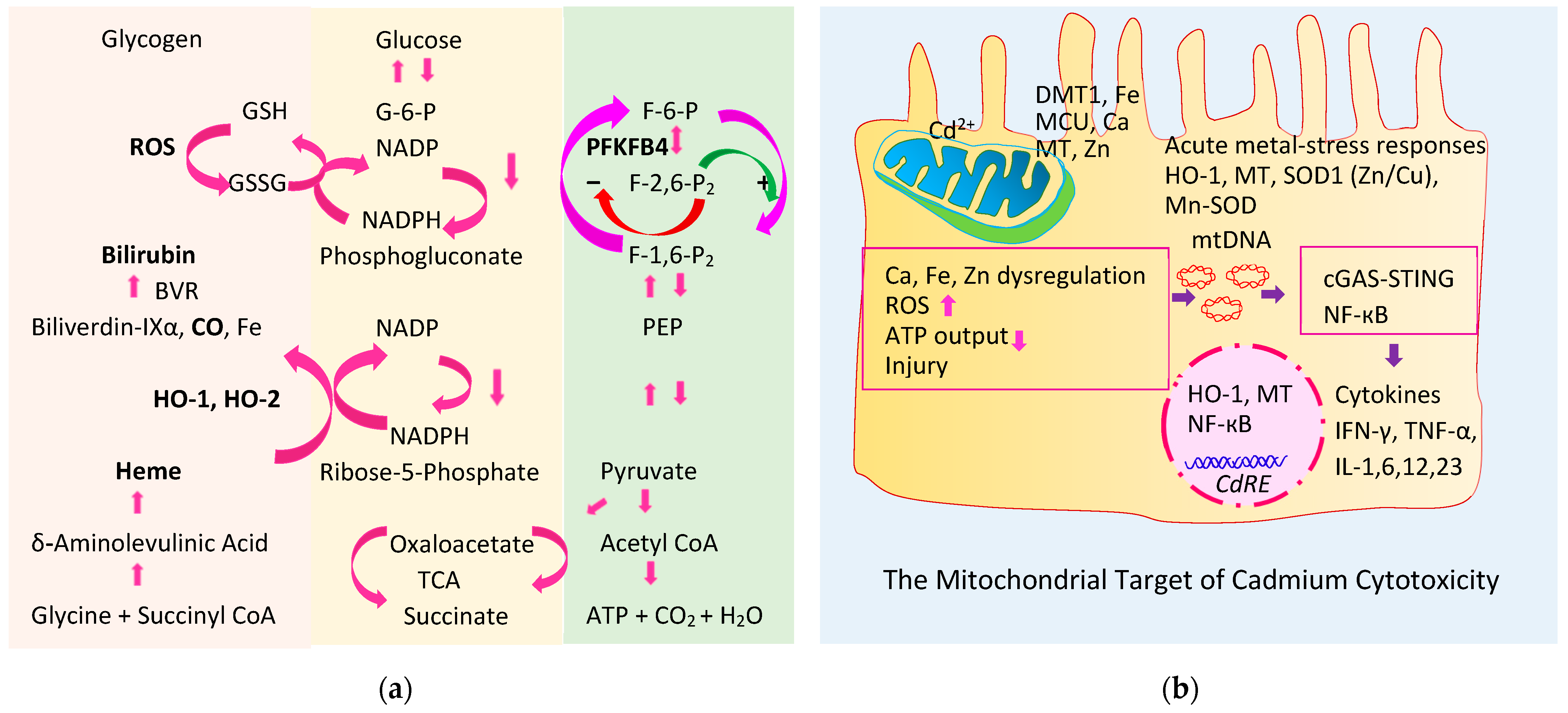 Stresses 02 00025 g004