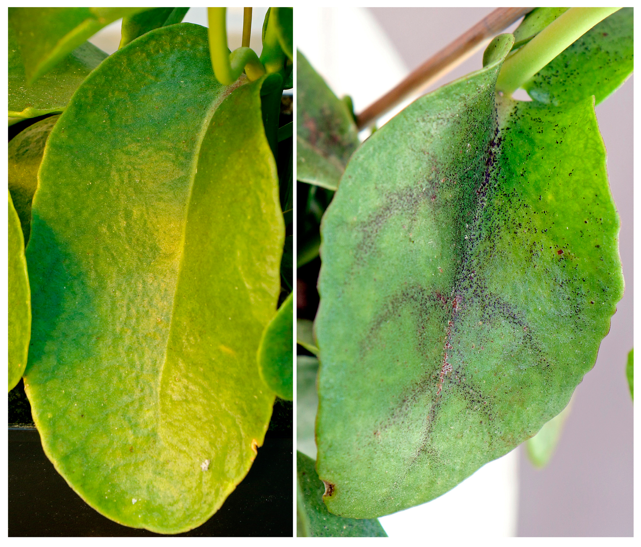 Stresses 02 00031 g007 Stresses 02 00031 g007