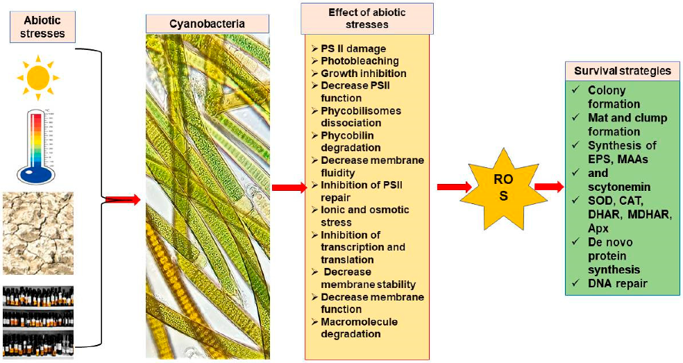 Stresses 02 00036 g001 Stresses 02 00036 g001