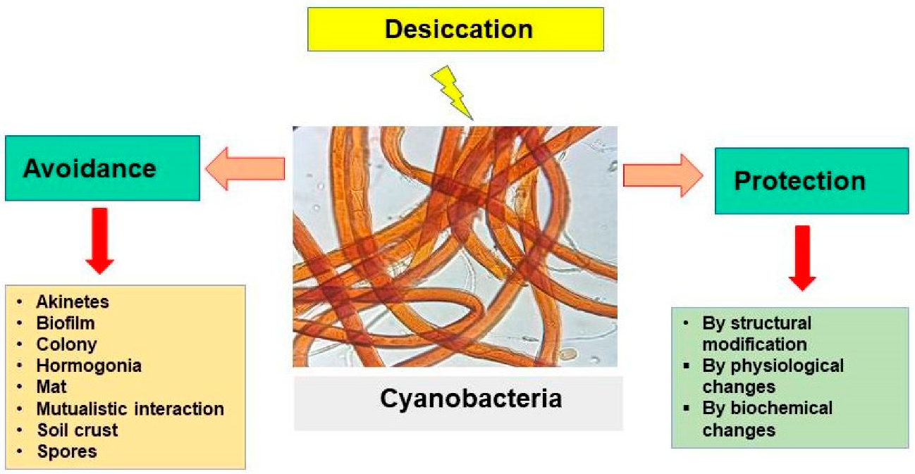 Stresses 02 00036 g004 Stresses 02 00036 g004