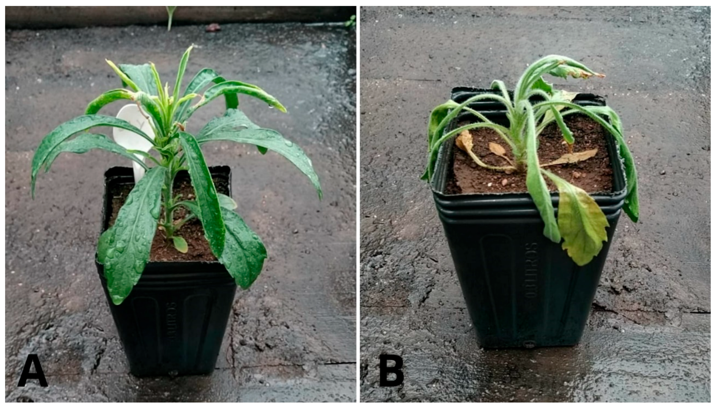 Stresses 03 00005 g004 Stresses 03 00005 g004