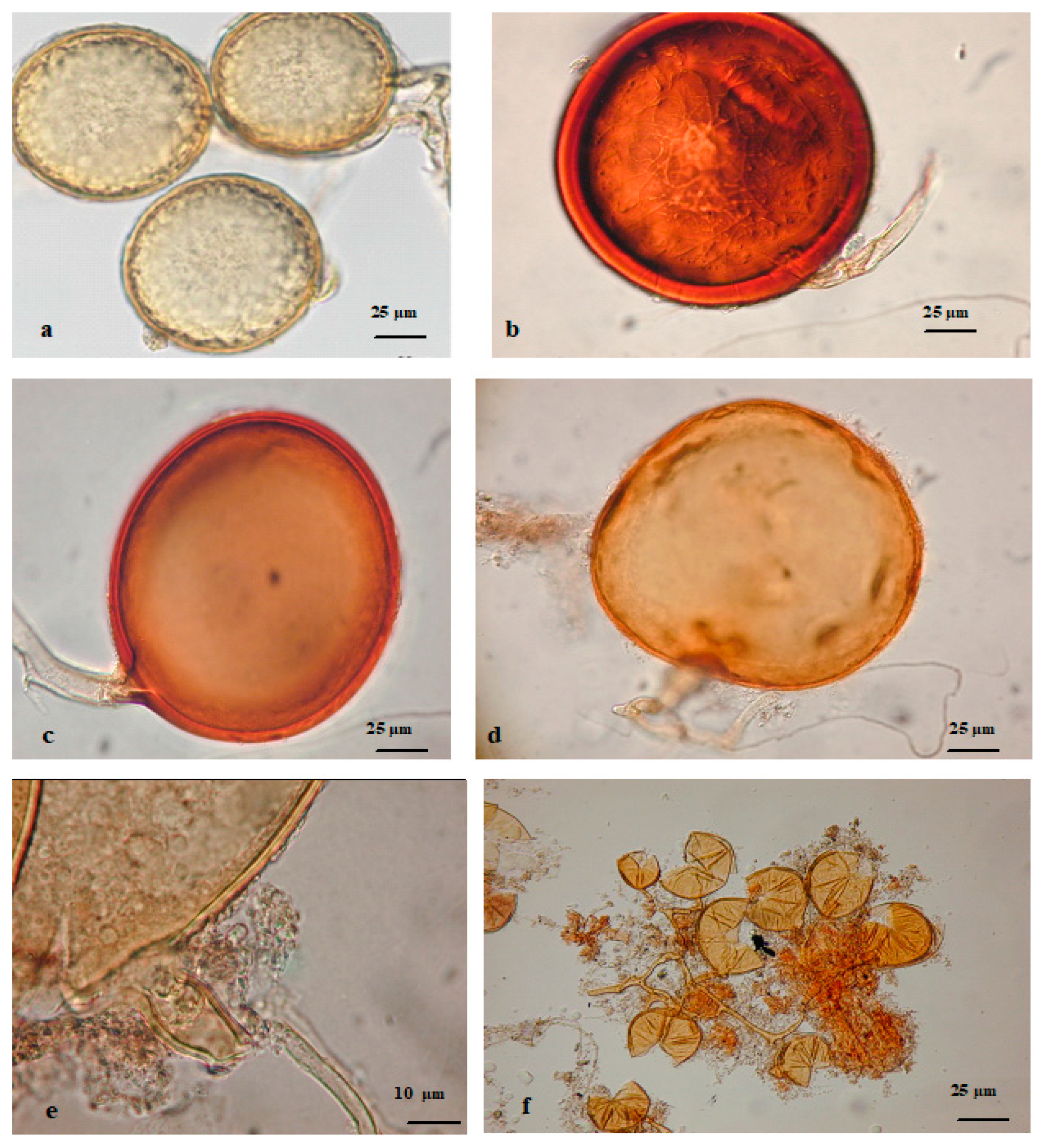 Stresses 03 00030 g001 Stresses 03 00030 g001