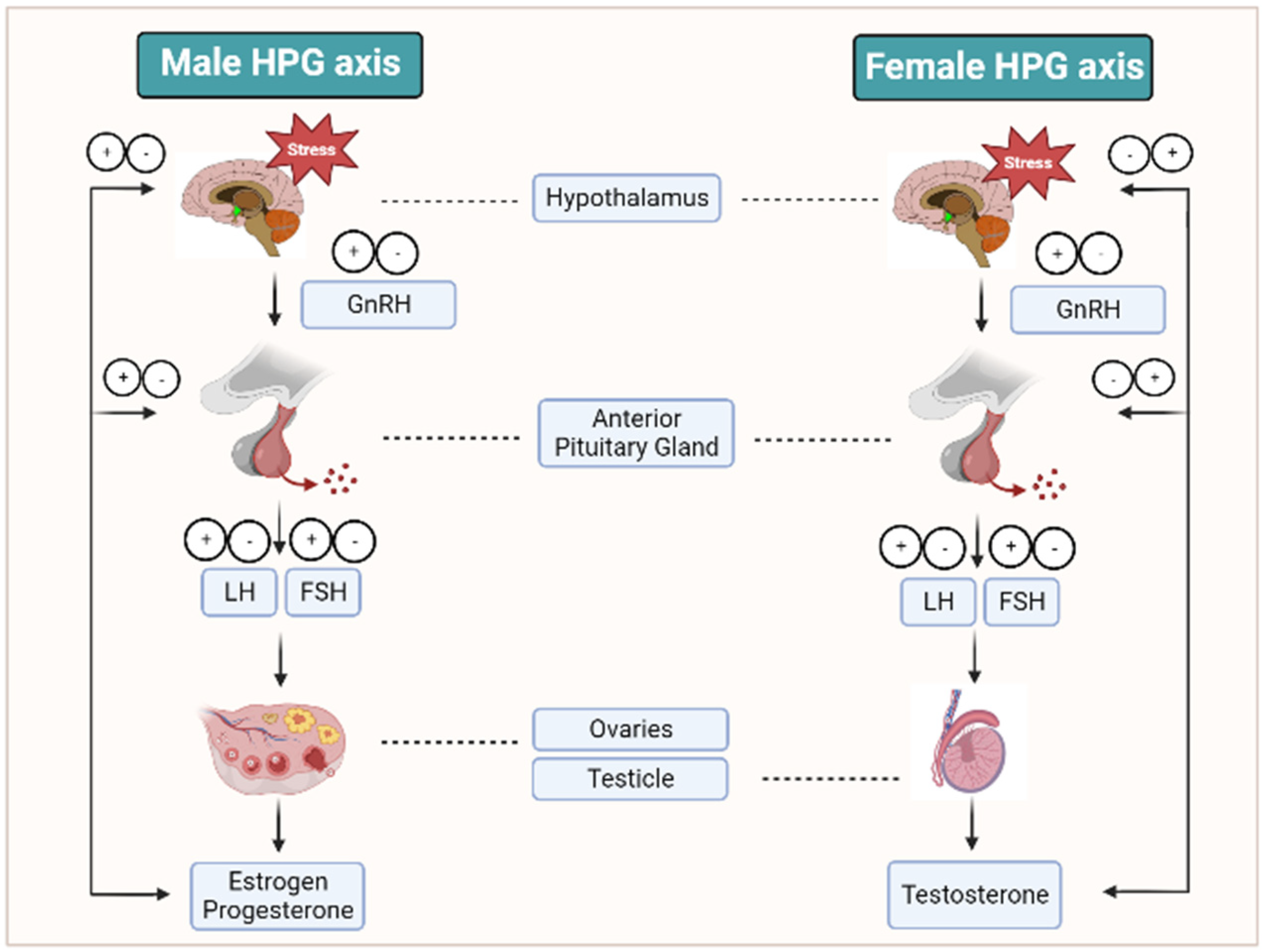 10 Ways to Make Your hormone Easier