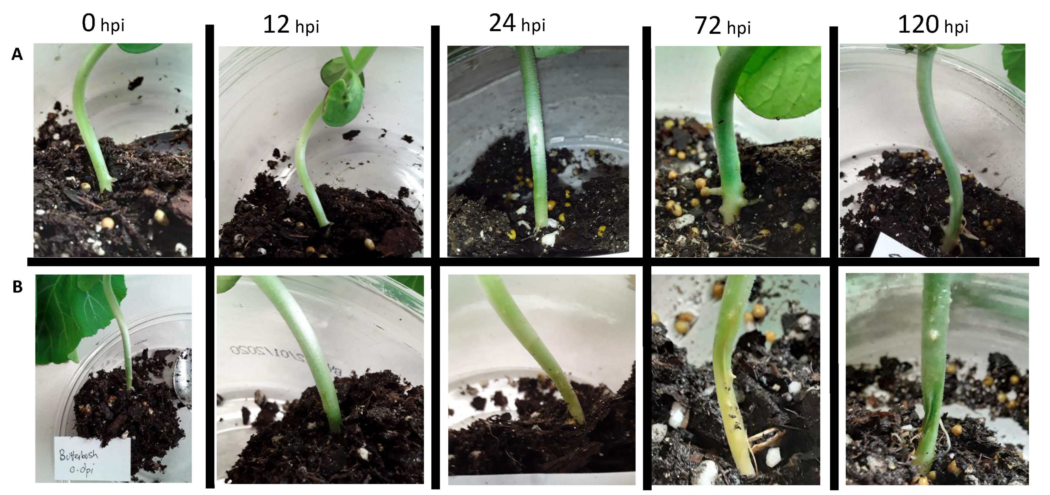 Stresses 03 00056 g001