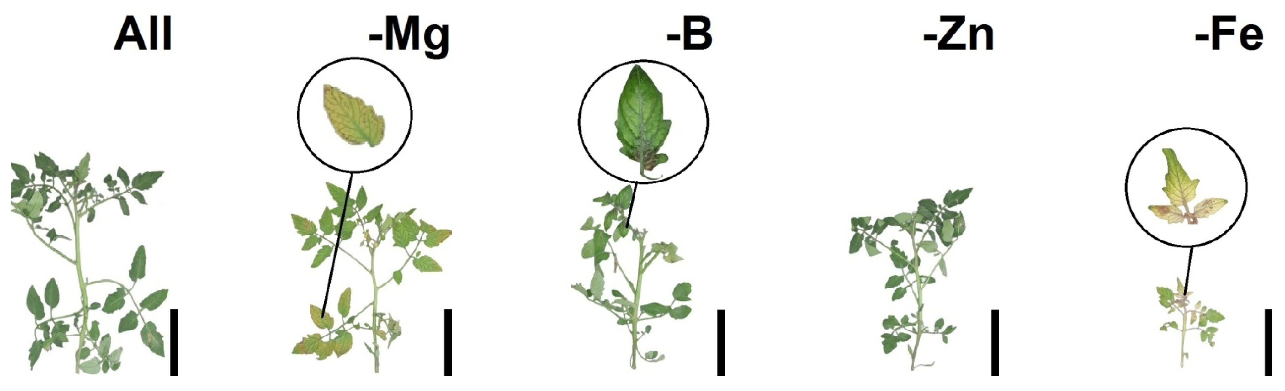Stresses 04 00010 g001a