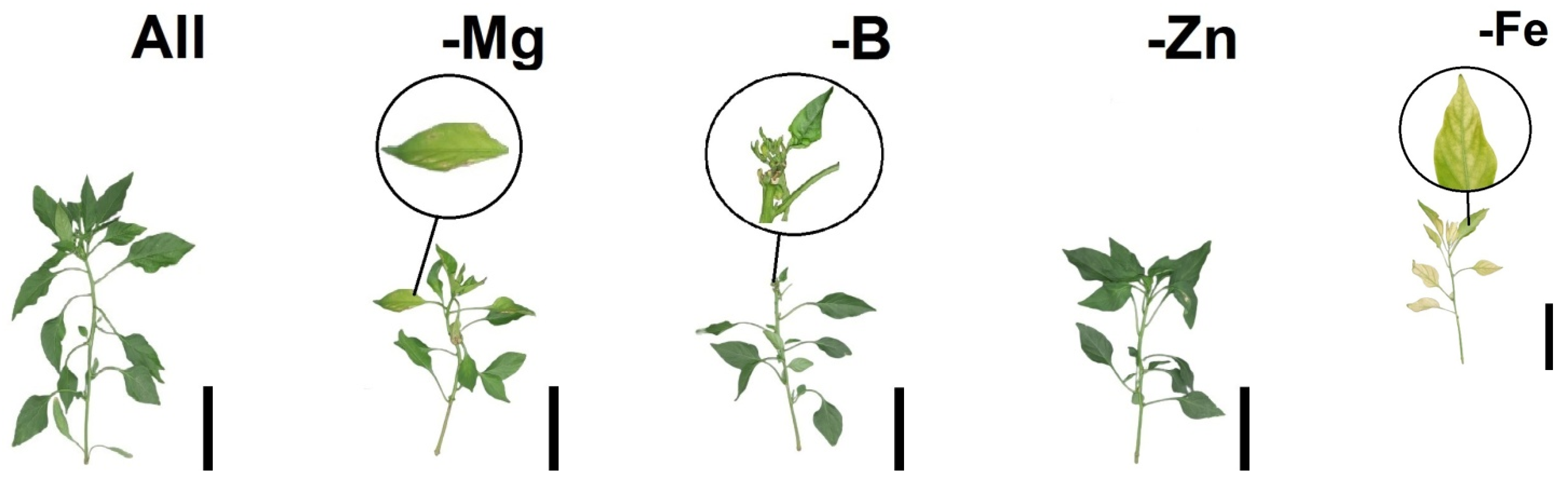 Stresses 04 00010 g001b