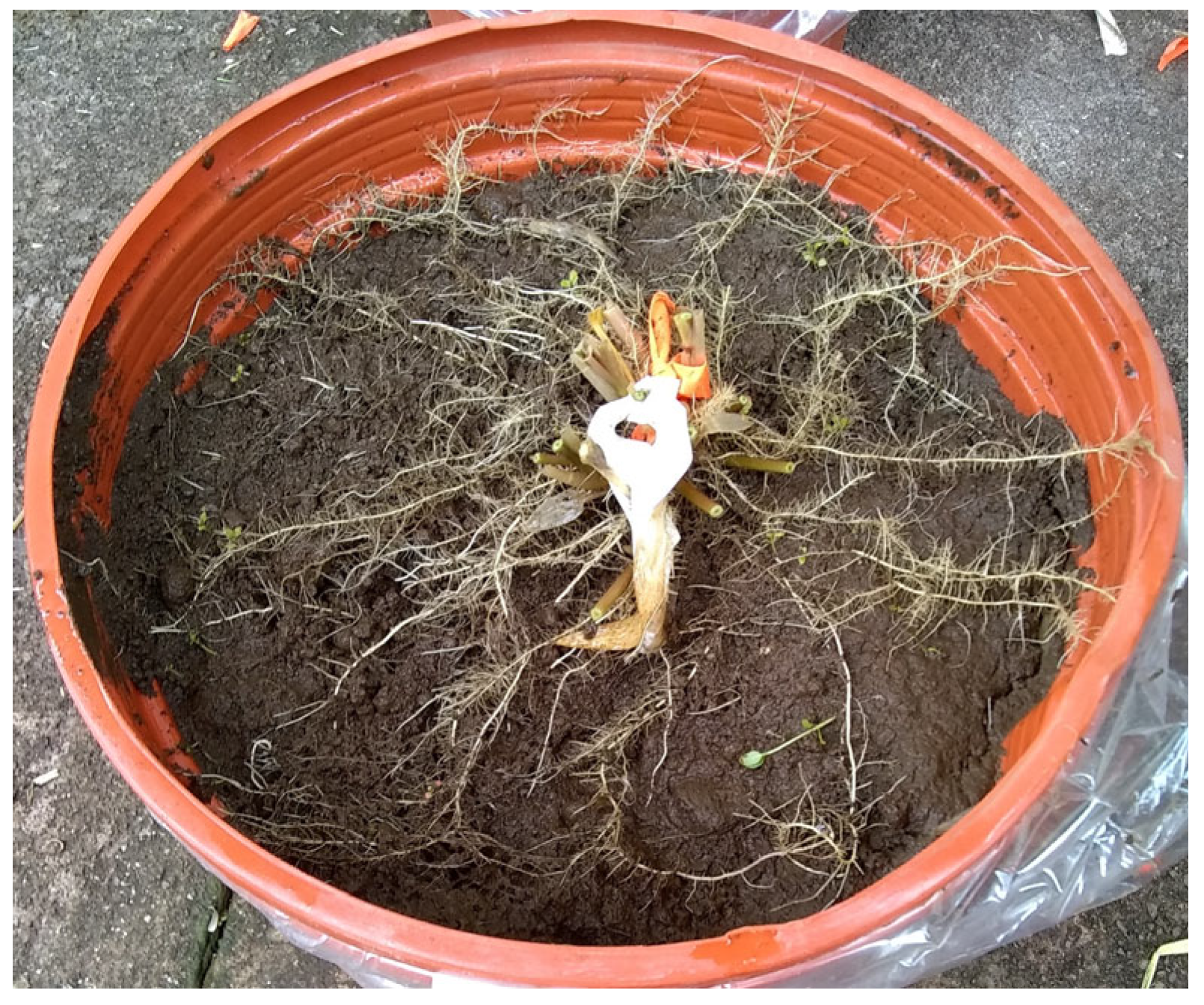 Stresses 04 00020 g002