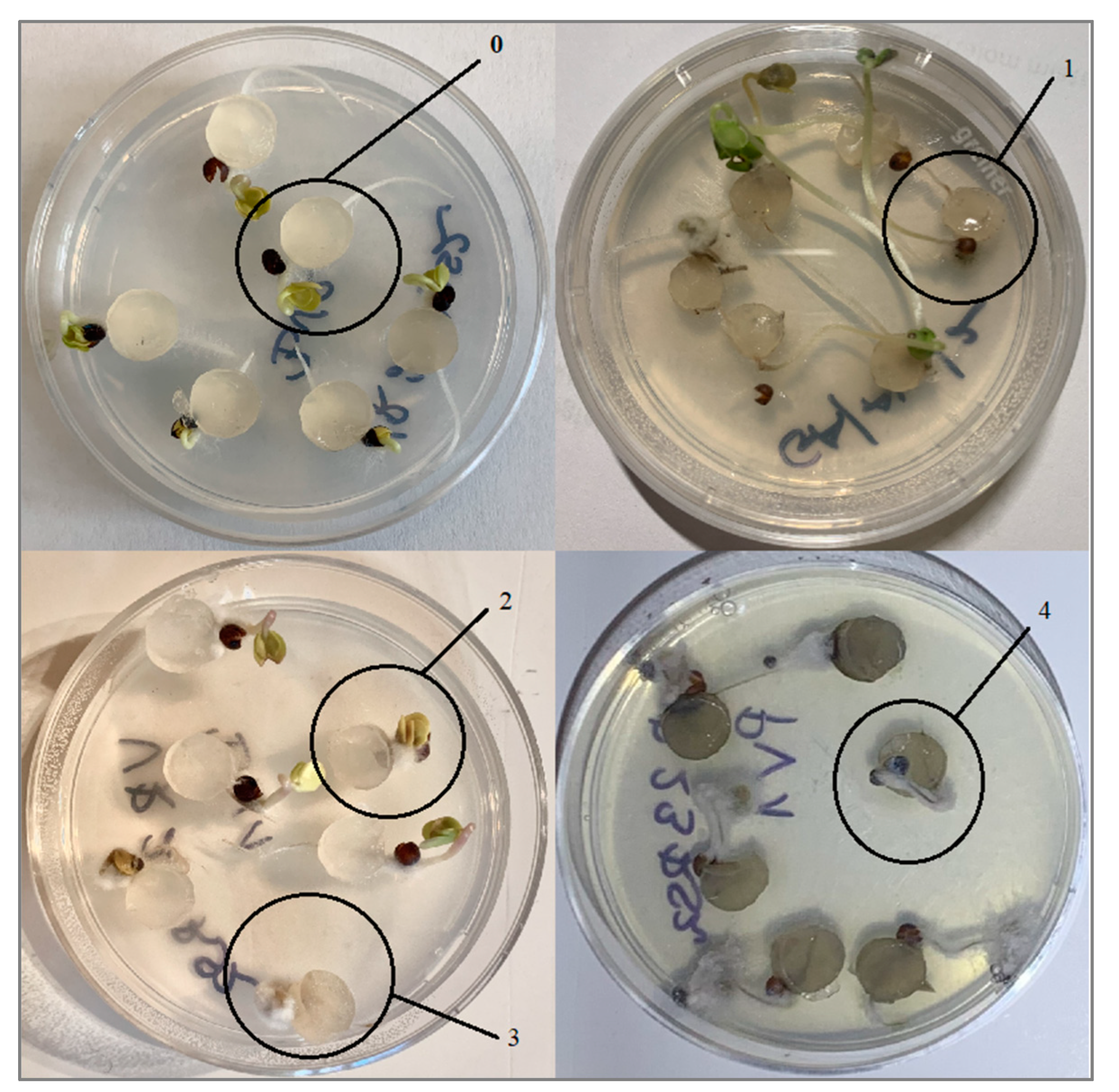 Stresses 04 00024 g009