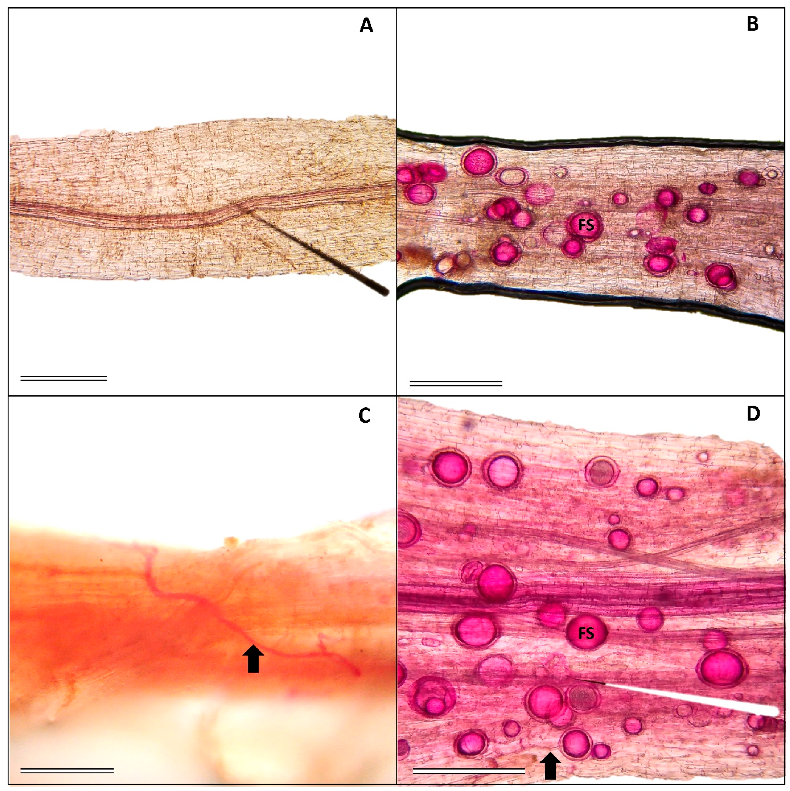 Stresses 04 00026 g001 Stresses 04 00026 g001