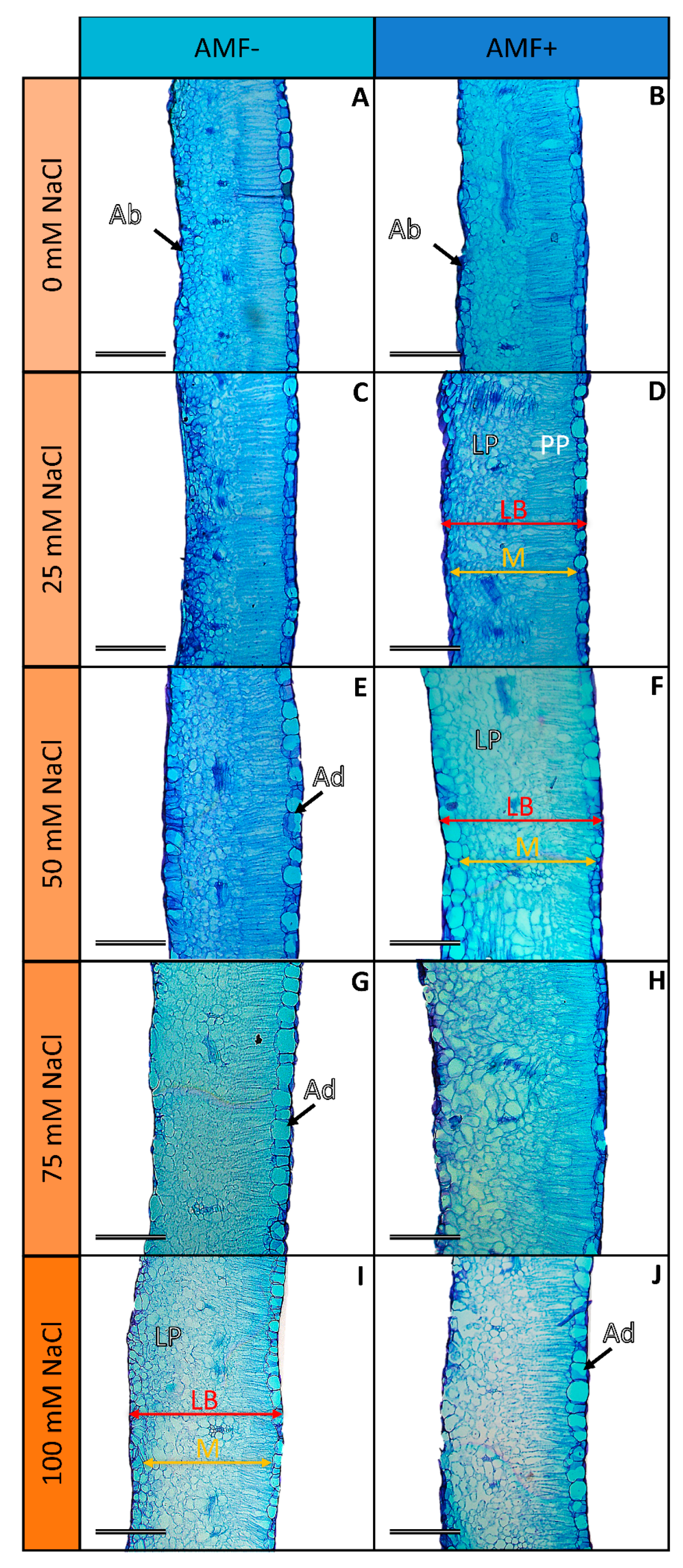 Stresses 04 00026 g004 Stresses 04 00026 g004
