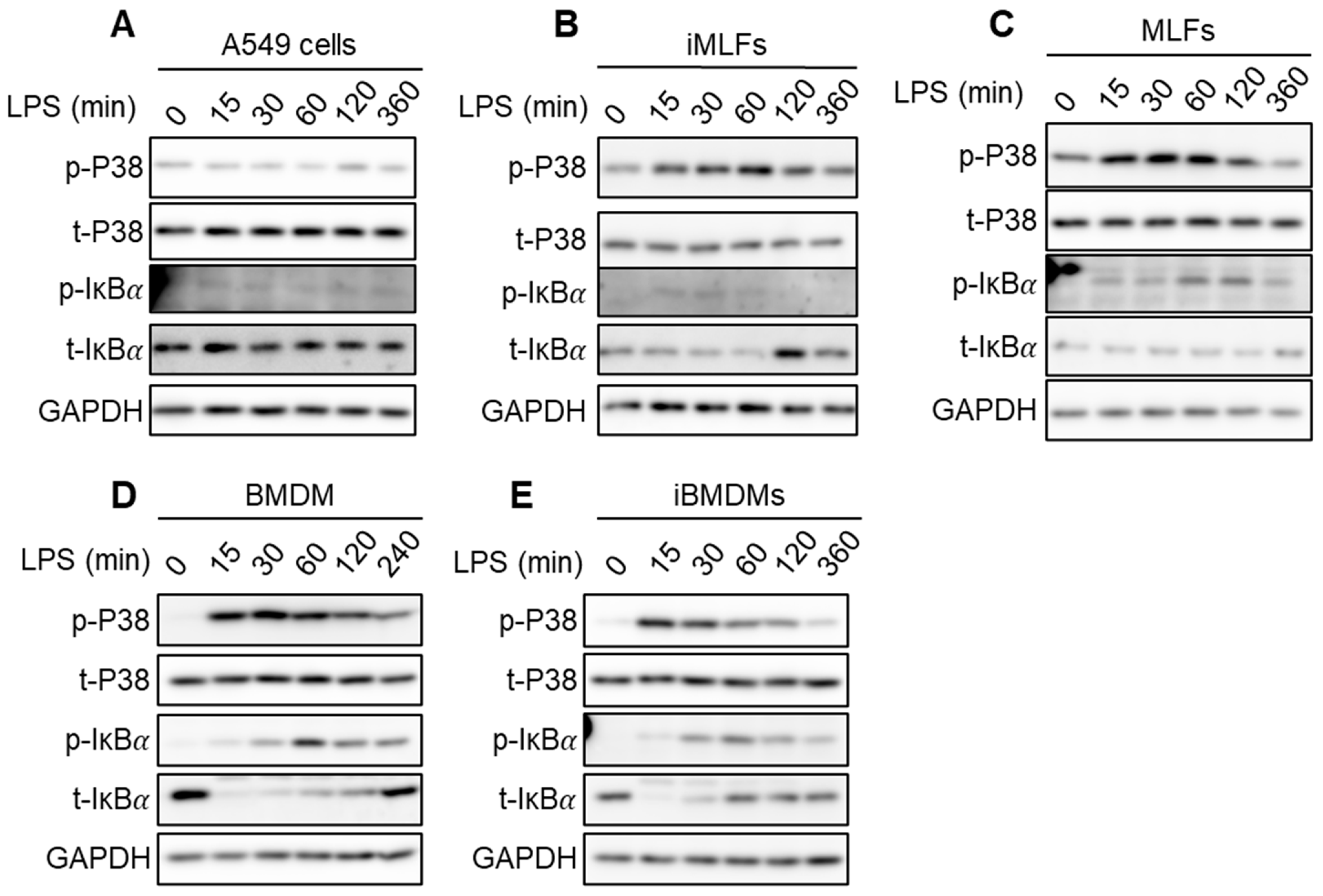 Stresses 04 00027 g005