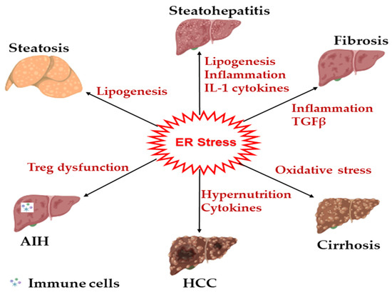 KA Endoplasmic Reticulum Stress Signaling in the Regulation of