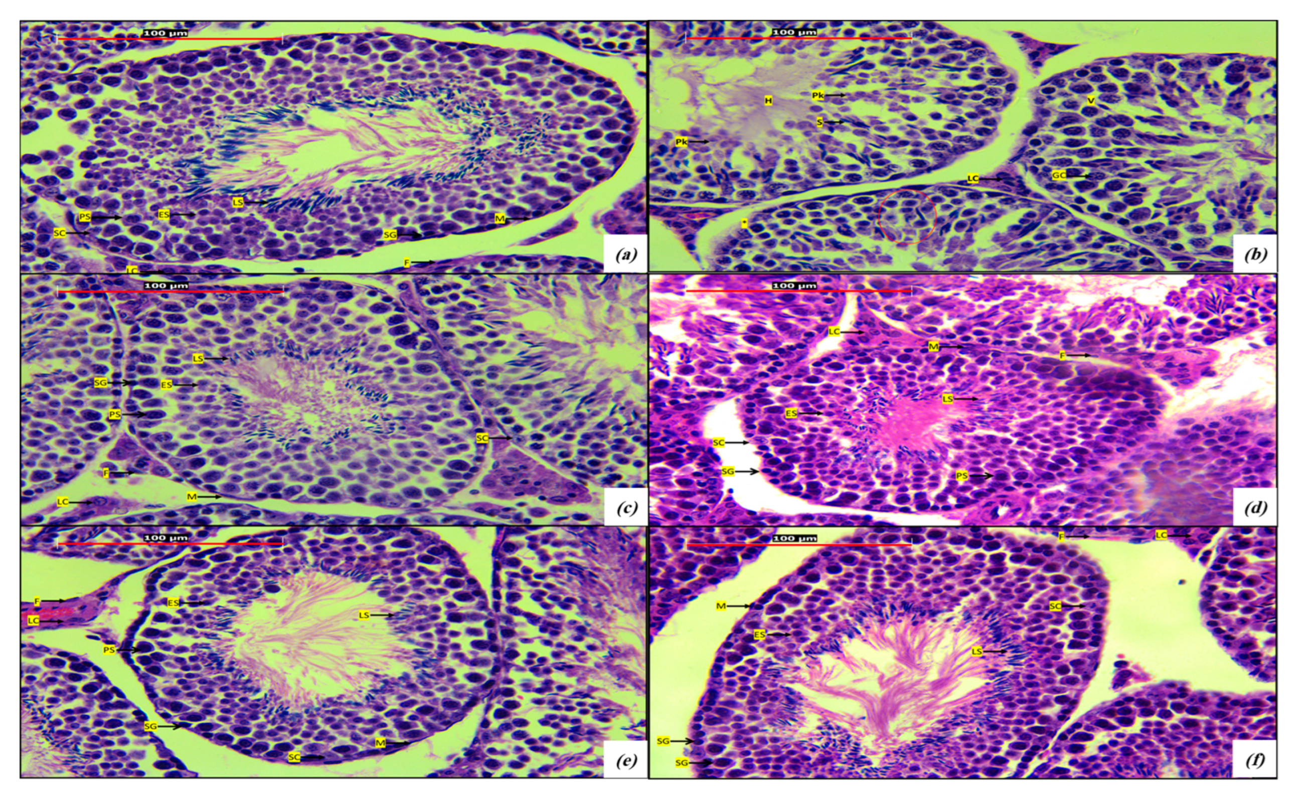 Stresses 04 00032 g004