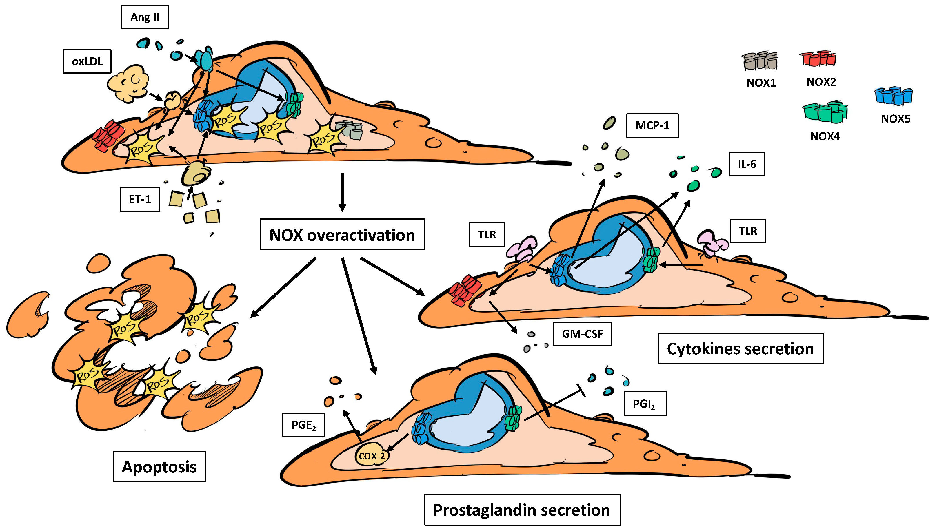 Stresses 04 00036 g002