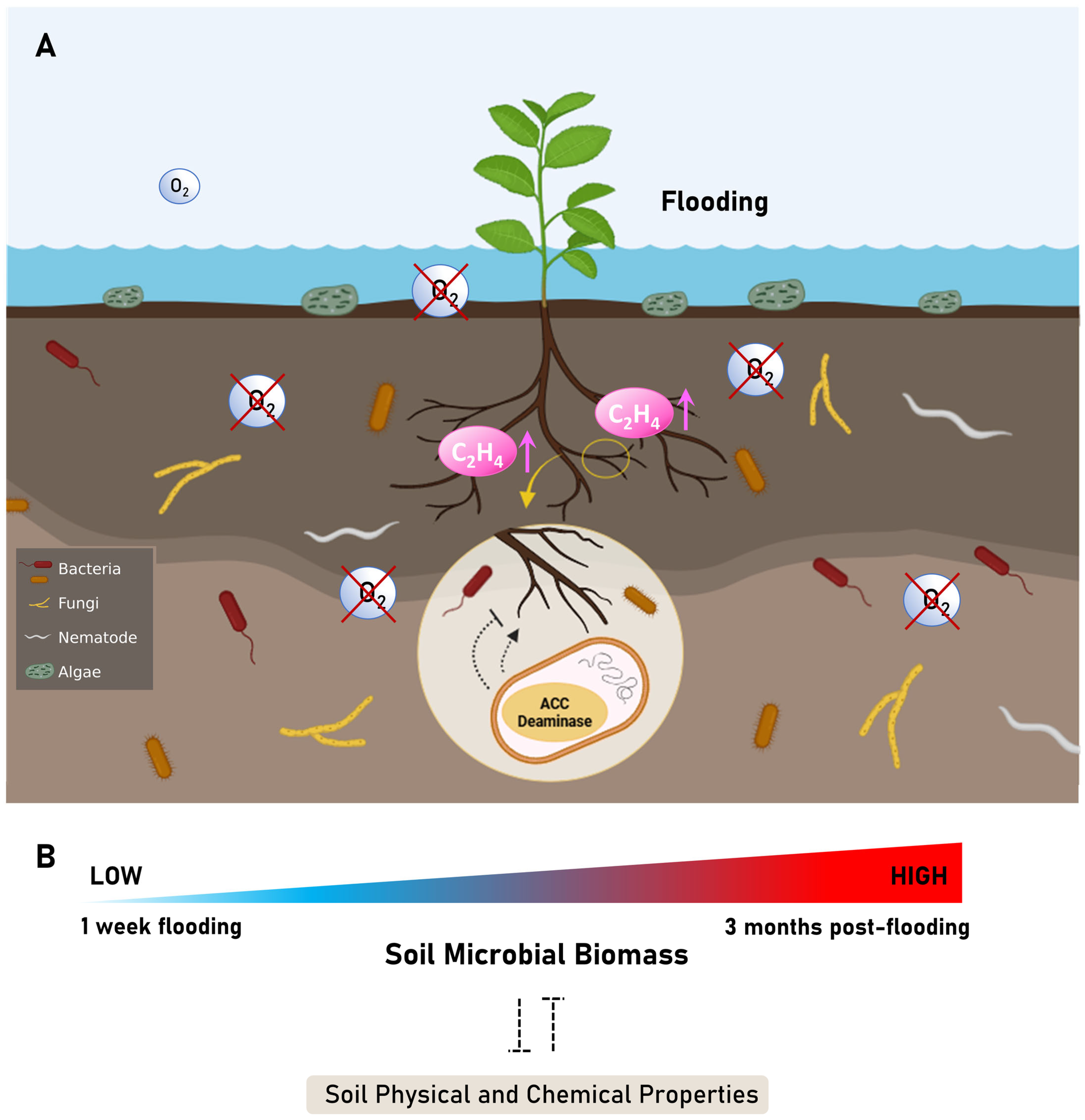 Stresses 05 00030 g002