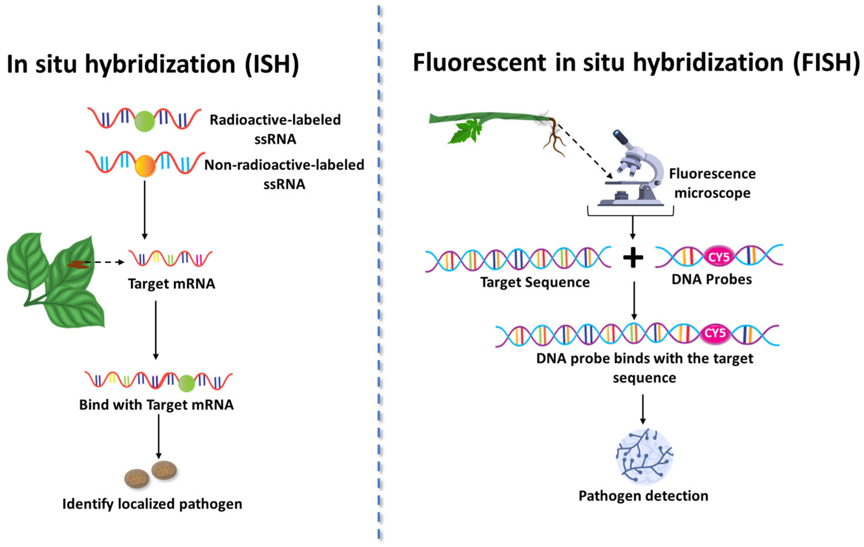 Stresses 05 00056 g005 Stresses 05 00056 g005
