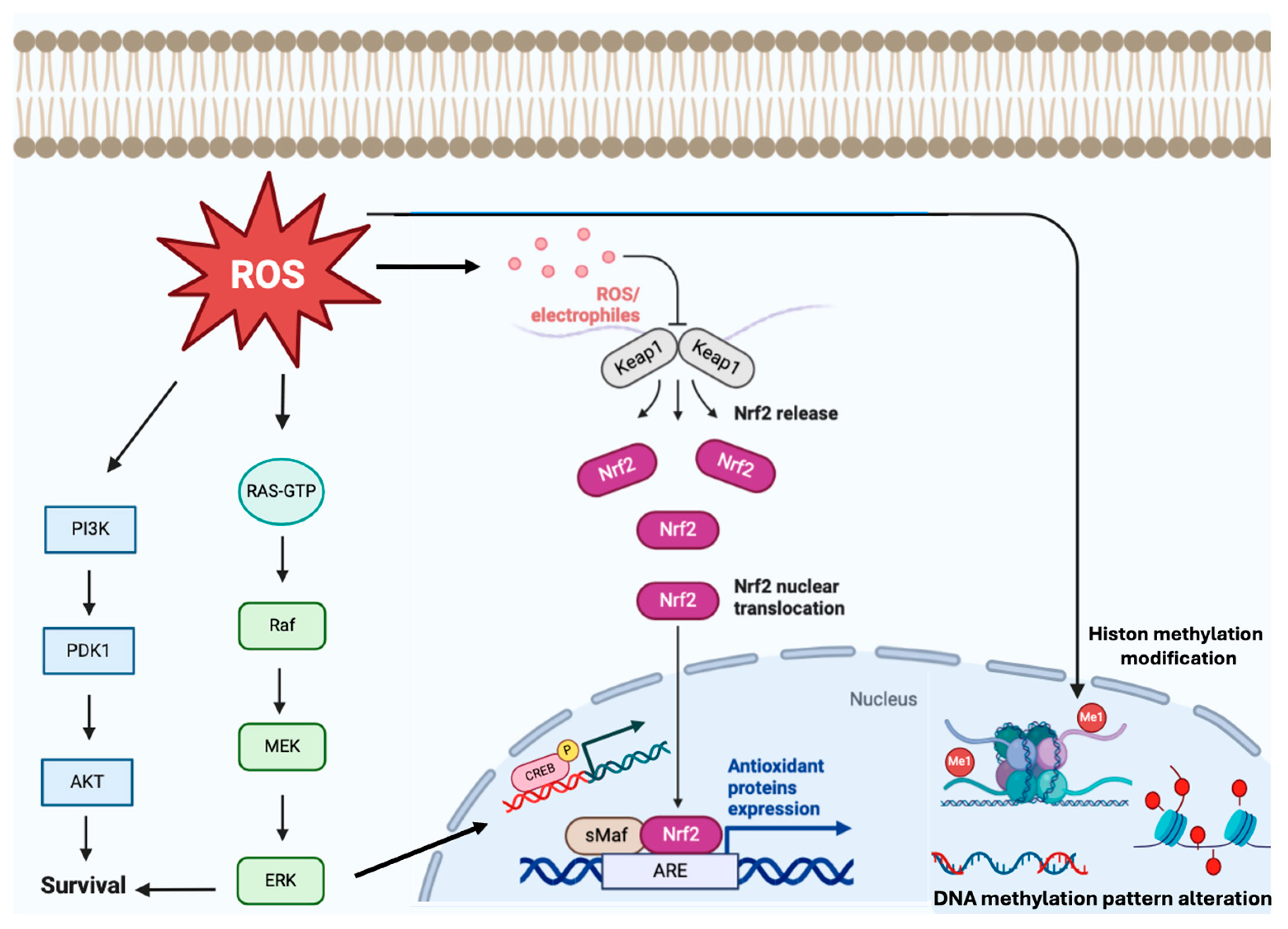 Stresses 05 00069 g002 Stresses 05 00069 g002