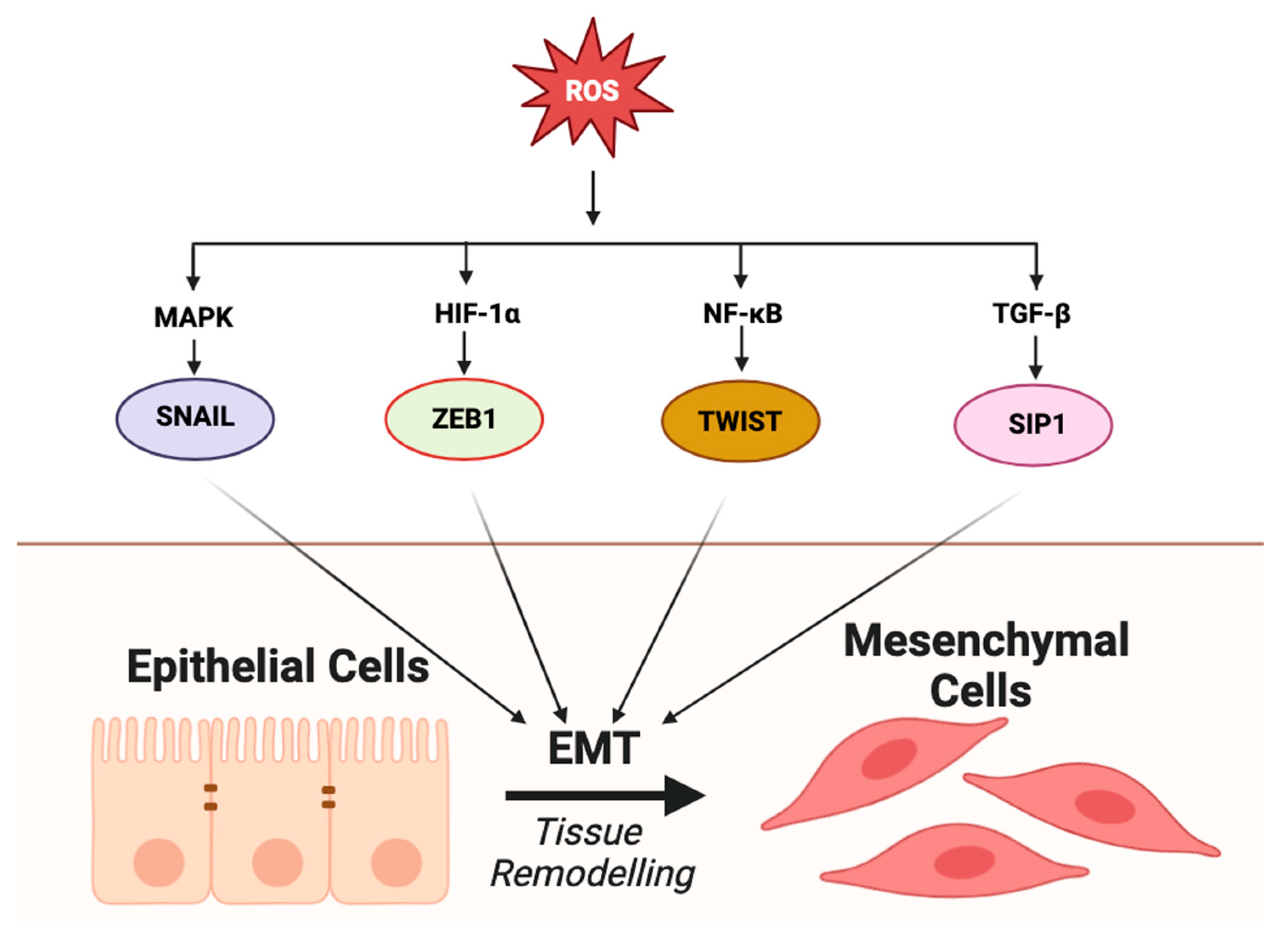 Stresses 05 00069 g003 Stresses 05 00069 g003