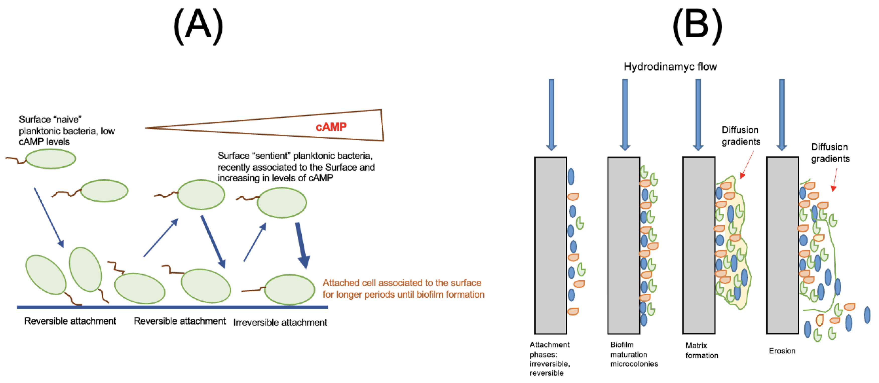 Surfaces 06 00002 g007