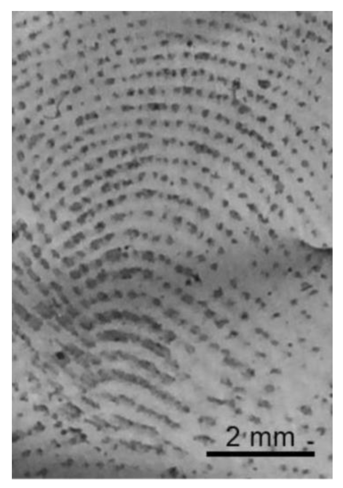 Surfaces 06 00024 g005