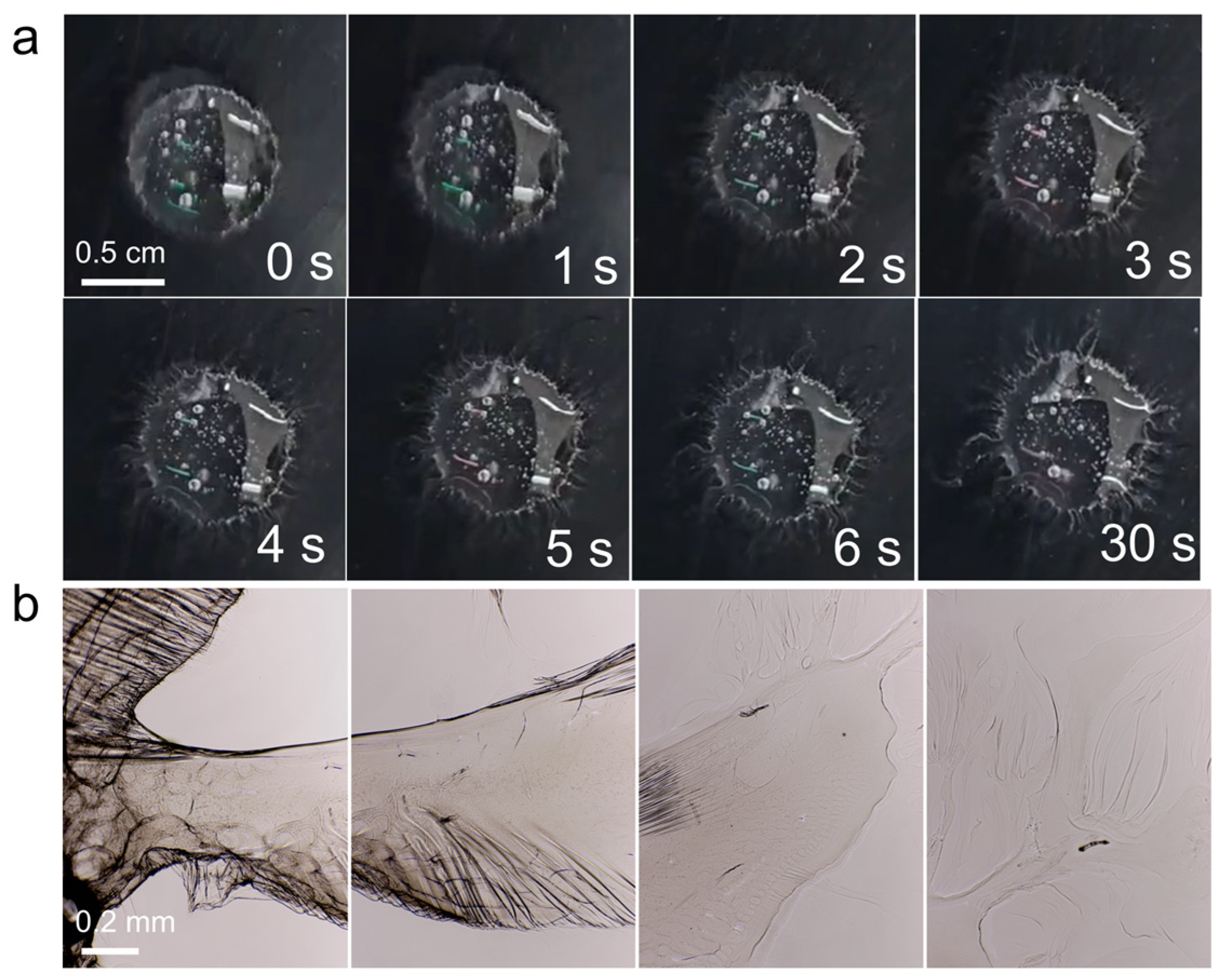 Surfaces 08 00028 g004