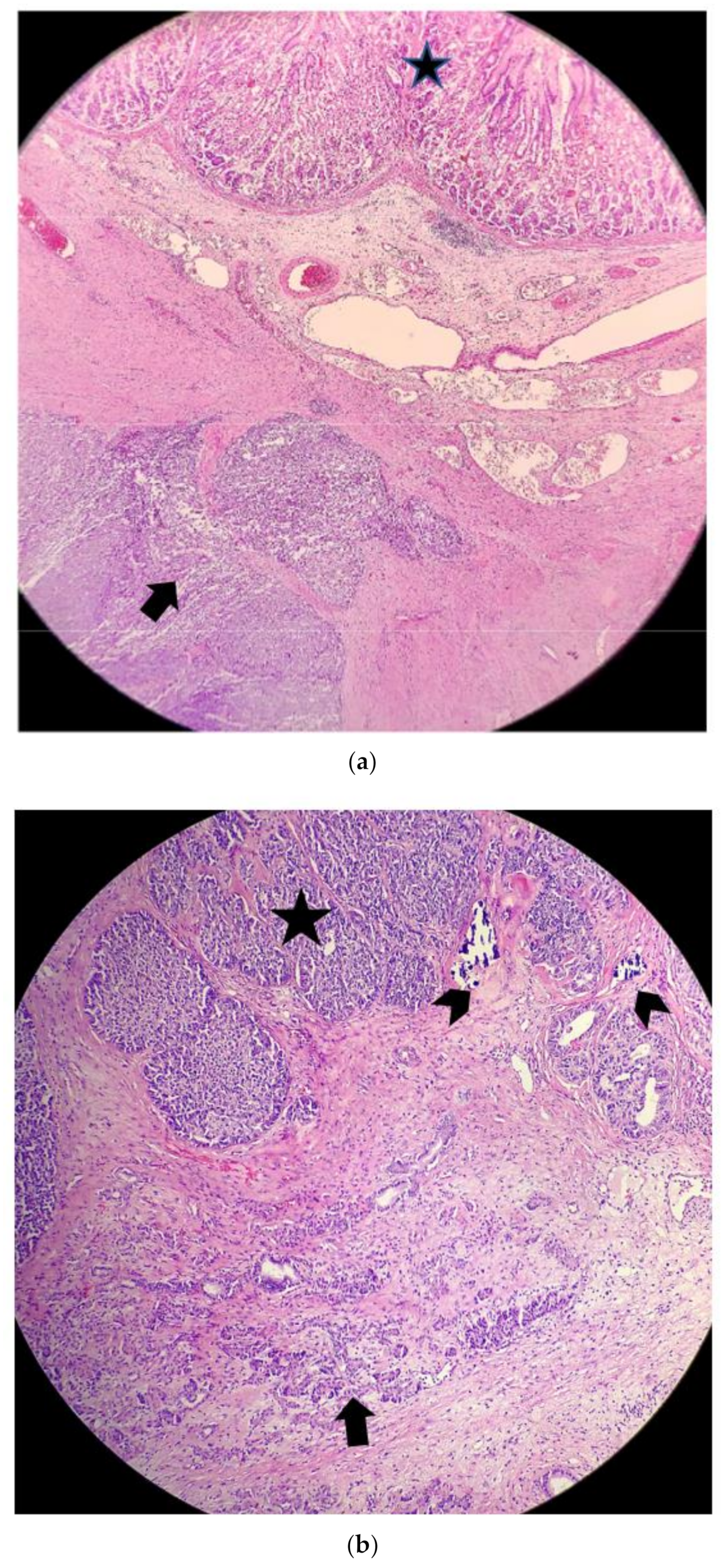 Surgeries 04 00009 g009 550