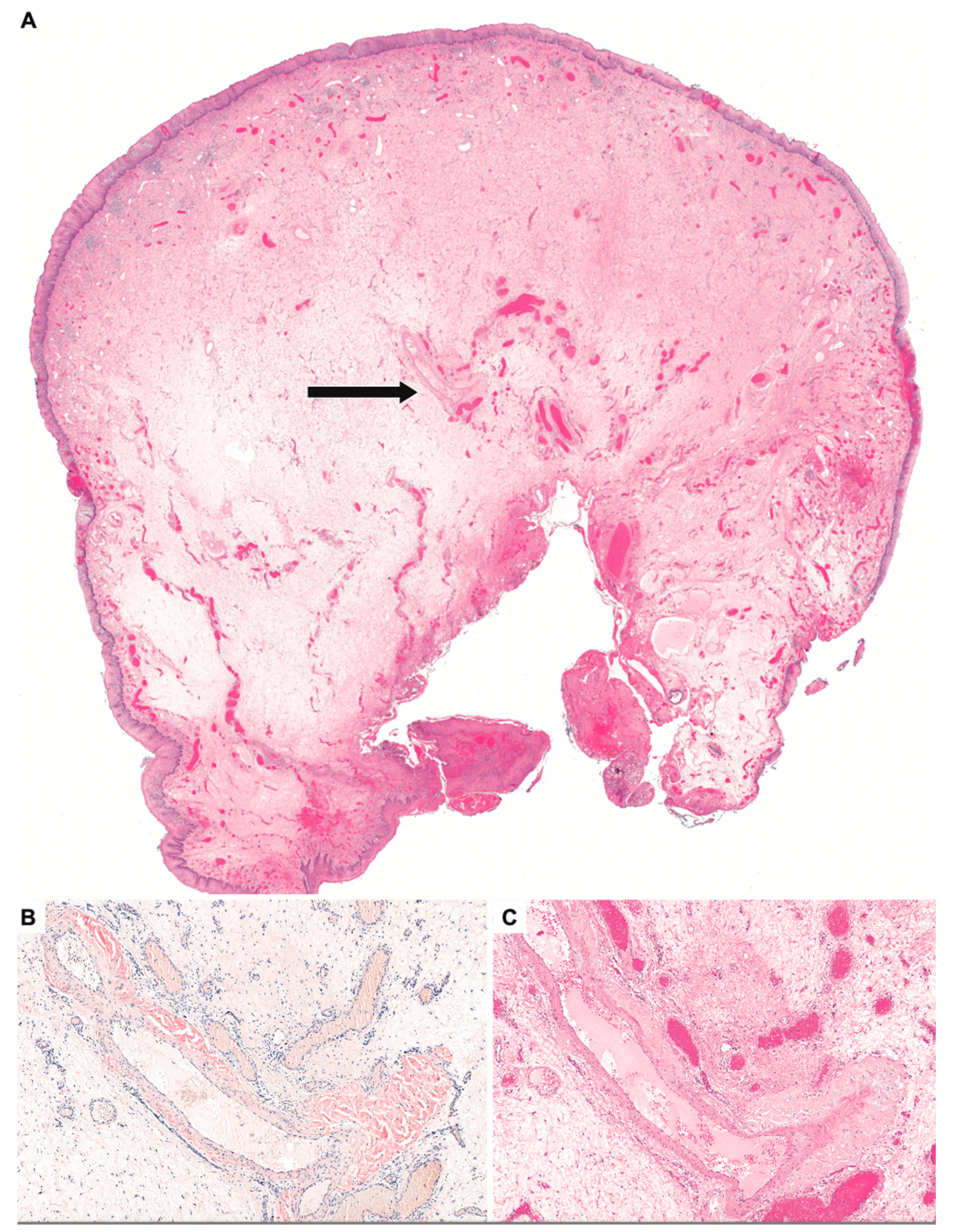 Surgeries 04 00028 g002