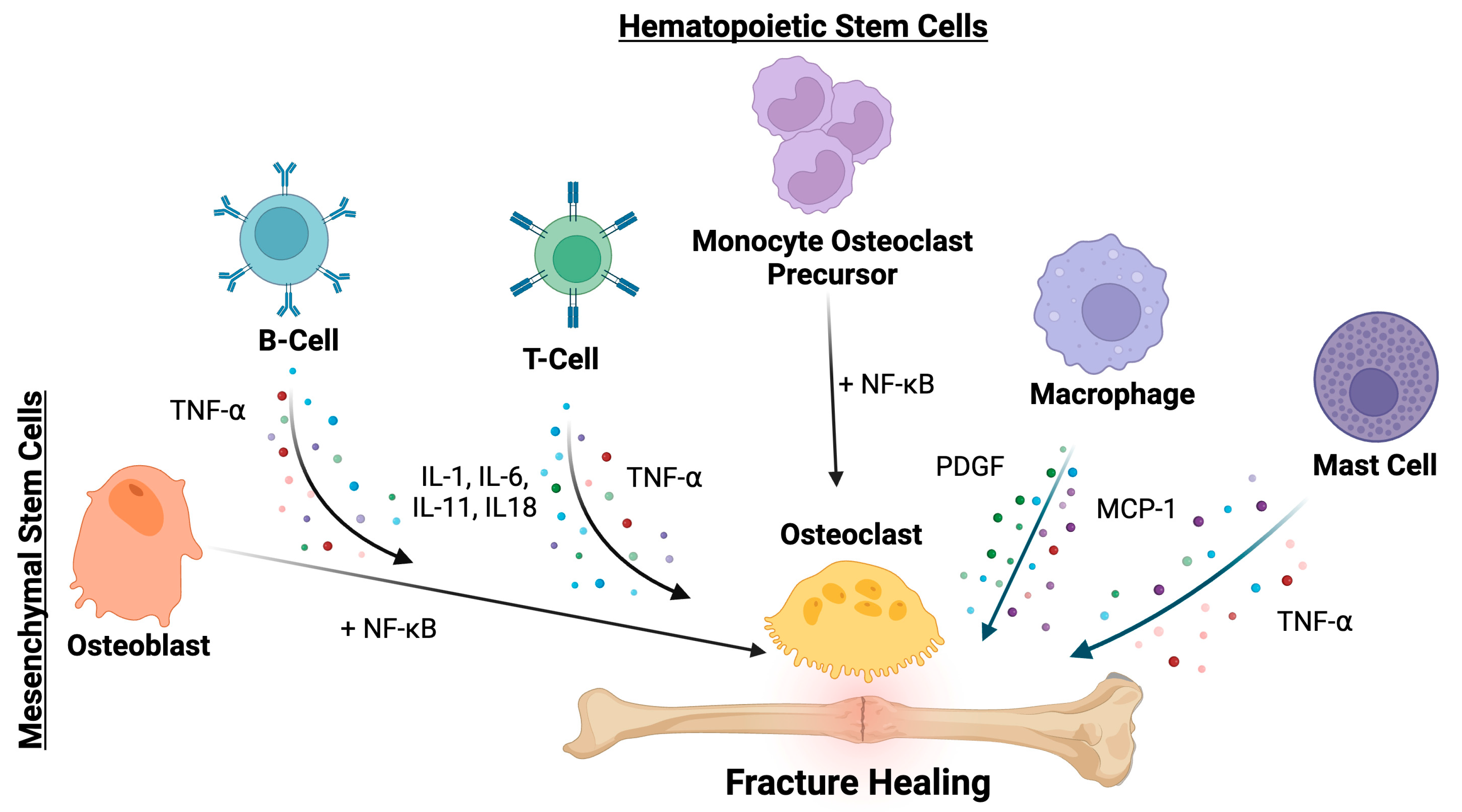 Surgeries 05 00033 g002