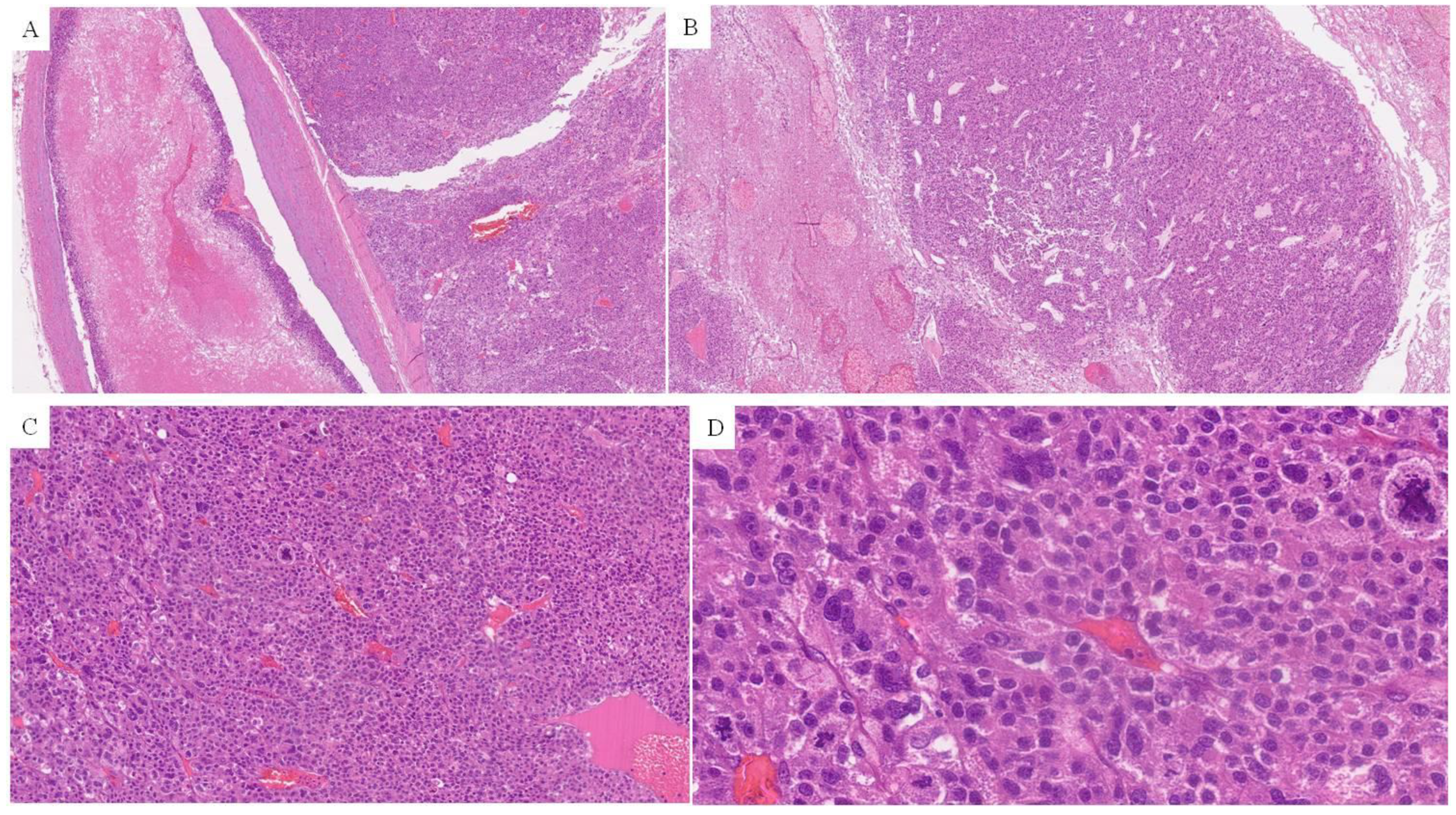 Surgeries 05 00087 g004