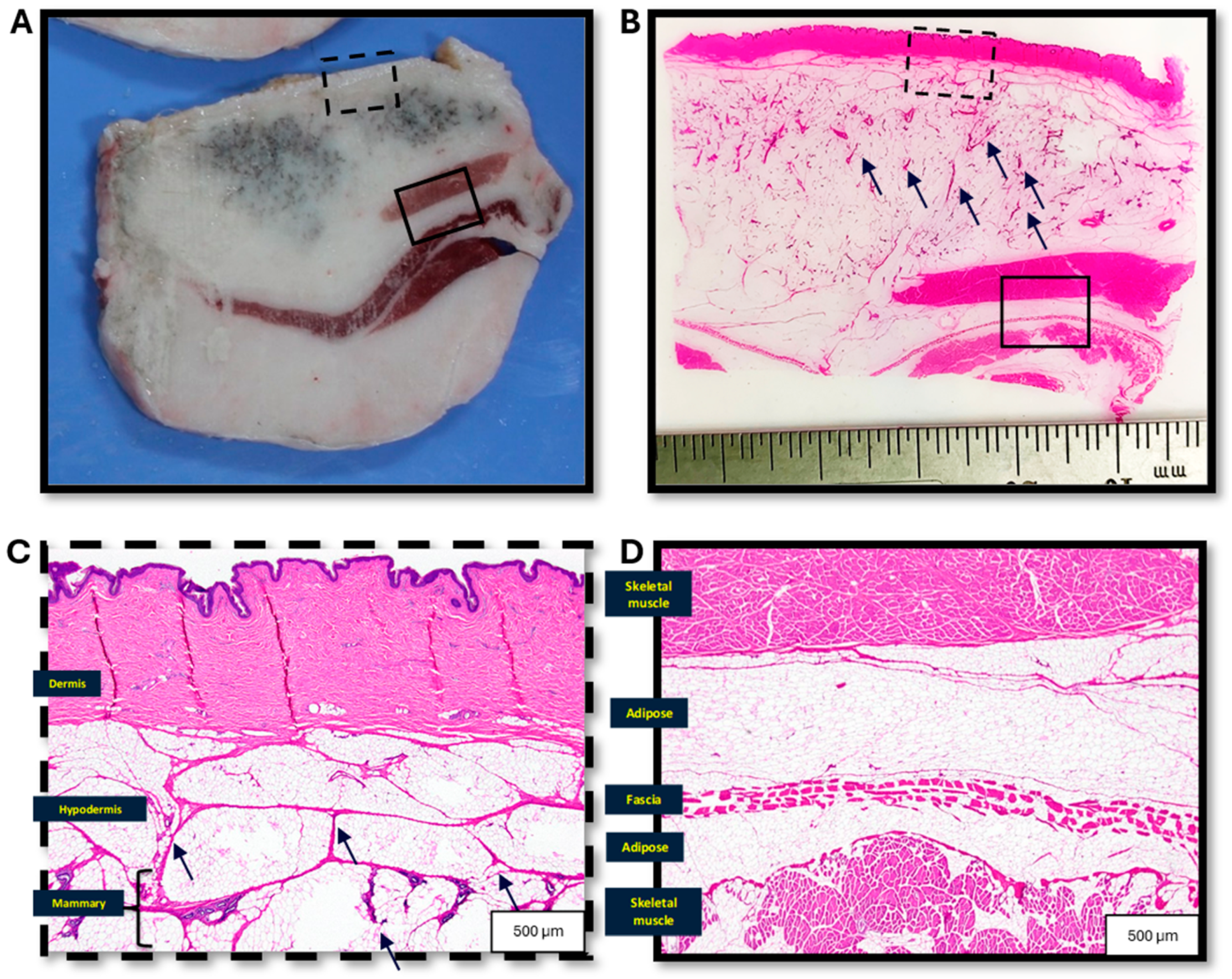 Surgeries 06 00011 g003