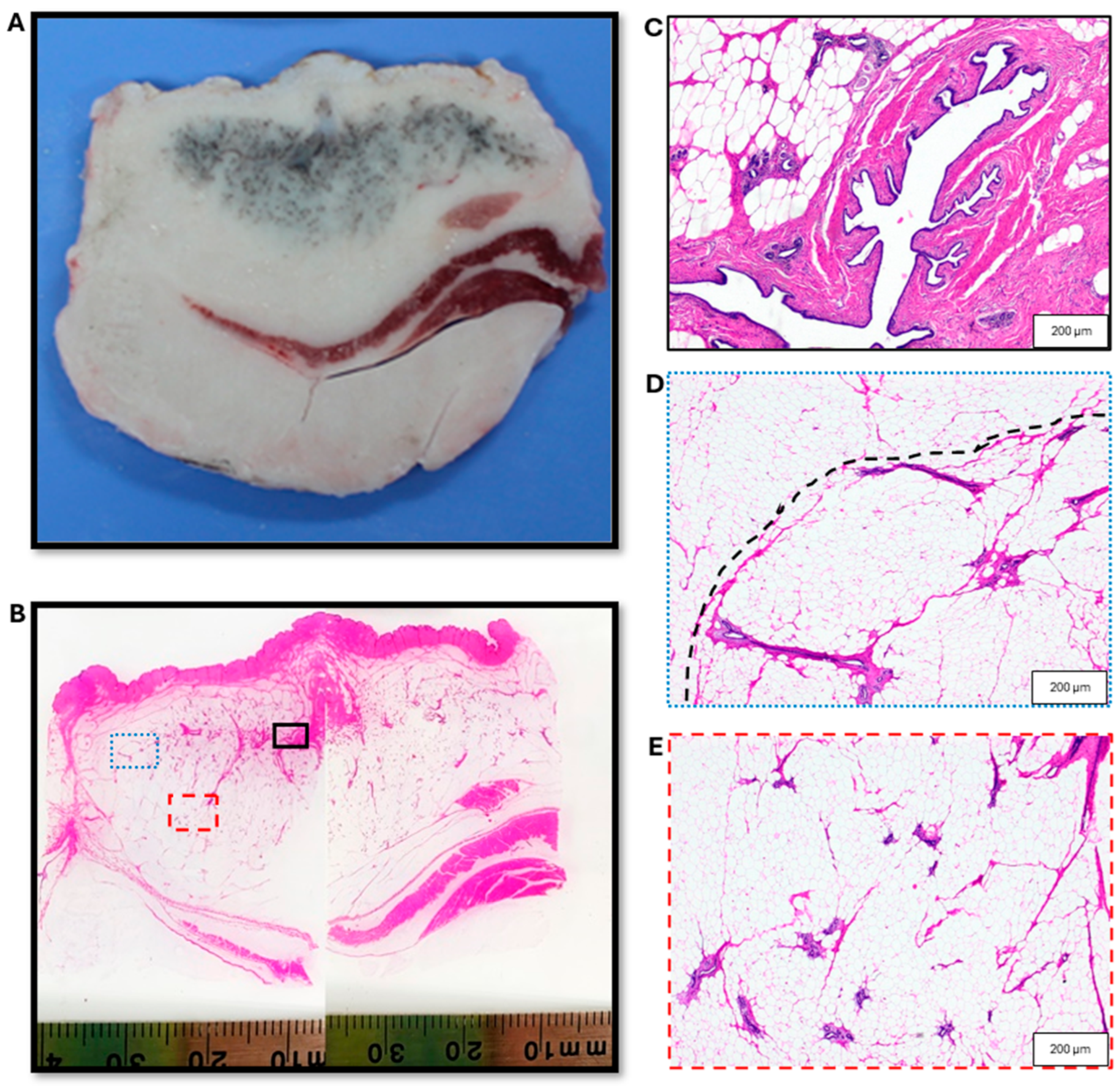 Surgeries 06 00011 g004