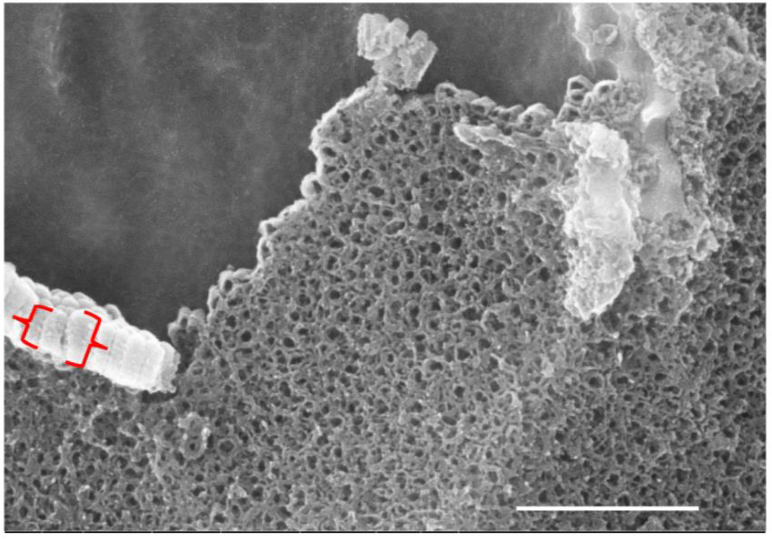 Surgeries 06 00036 g005