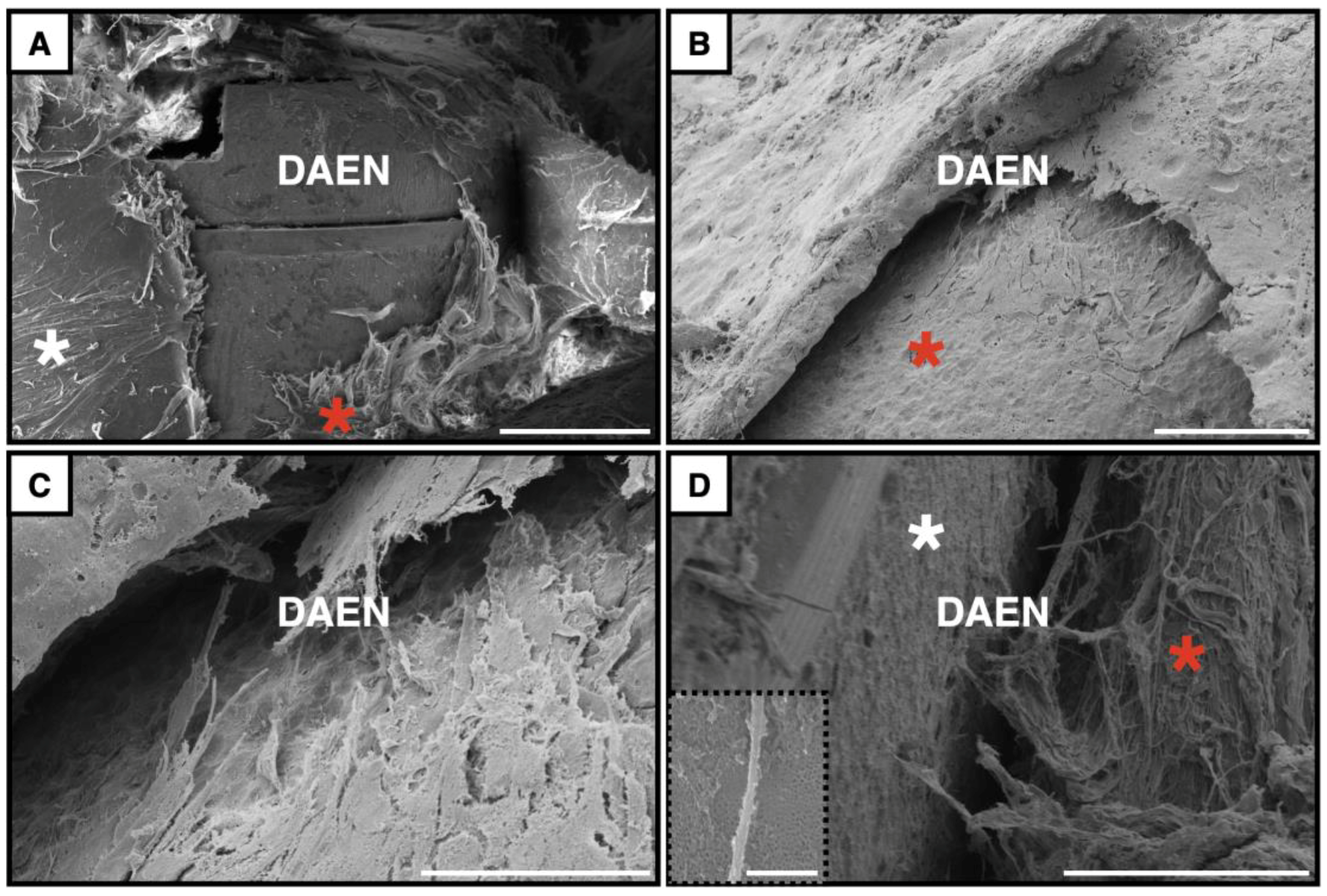 Surgeries 06 00036 g010