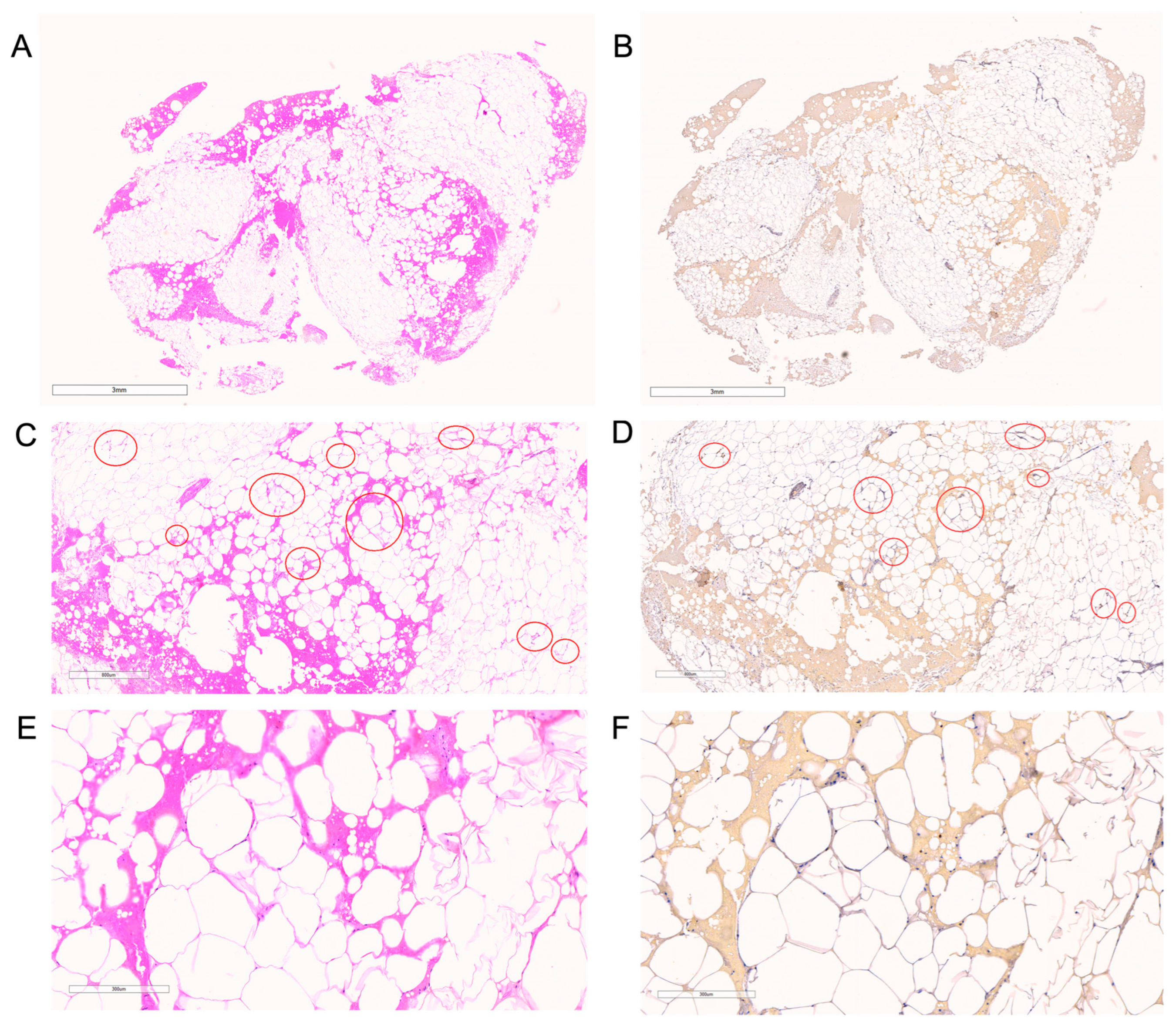 Surgeries 06 00106 g006