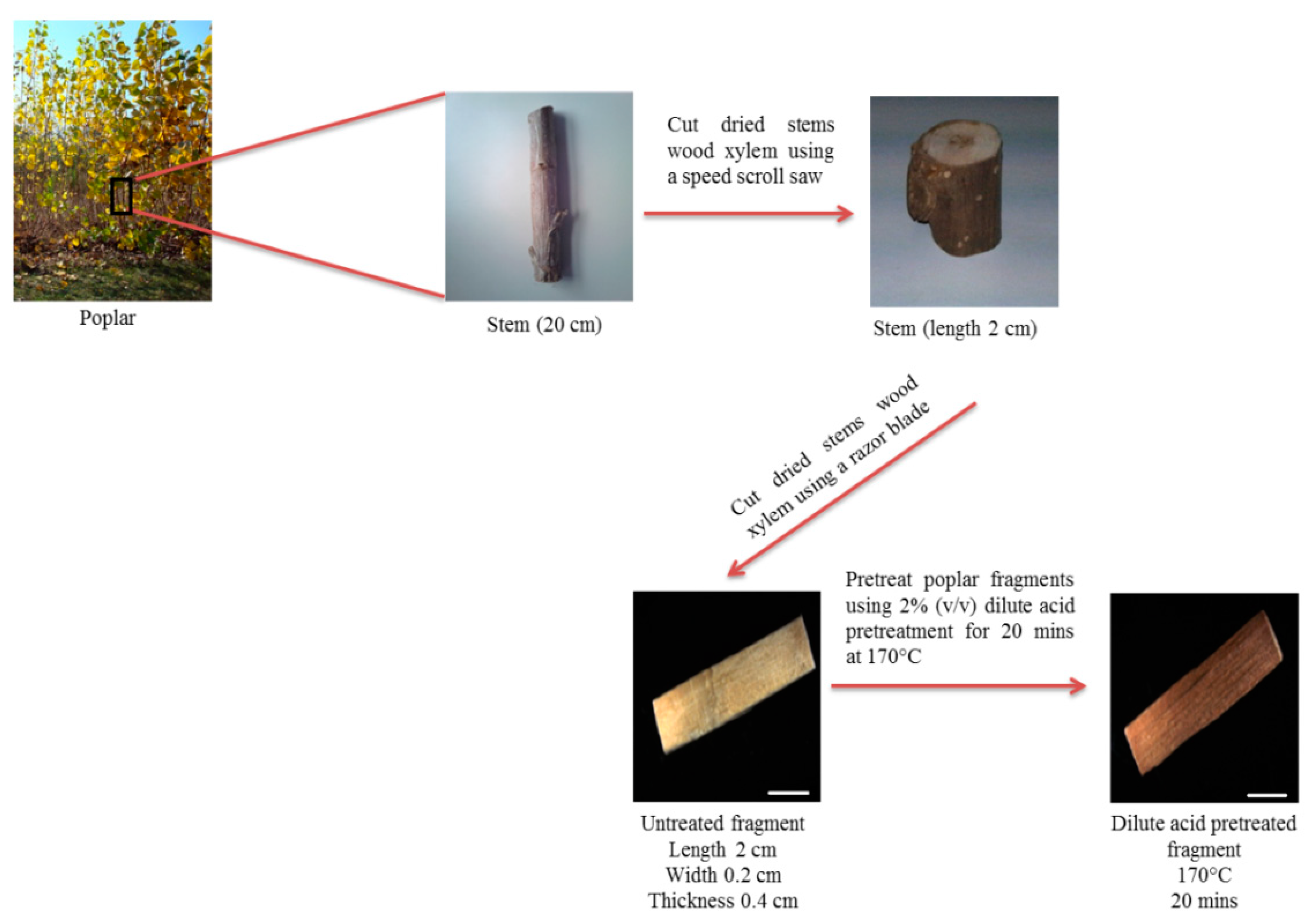DREAM DOLPHIN 光合成 photosynthesis SAGA1 and MITH1 produce matrix-traversing membranes in the